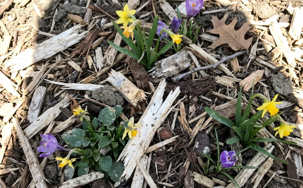 Beautiful garden flowers surrounded by fresh wood chip mulch from a ground tree stump.