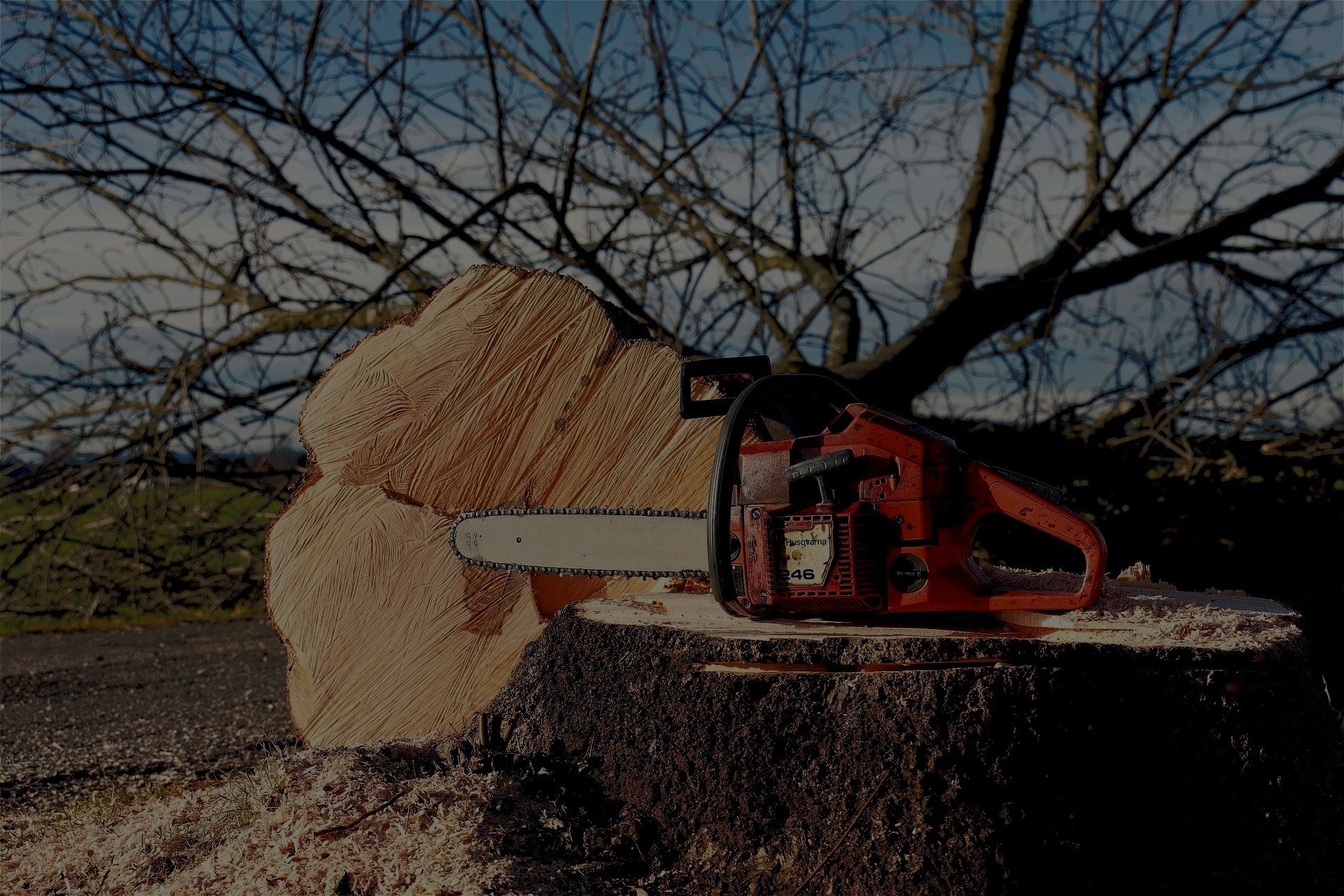 A large tree removal using a chainsaw in Spokane, WA.