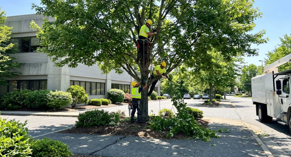 A1 Tree Service crew providing commercial tree service outside a Spokane office building.