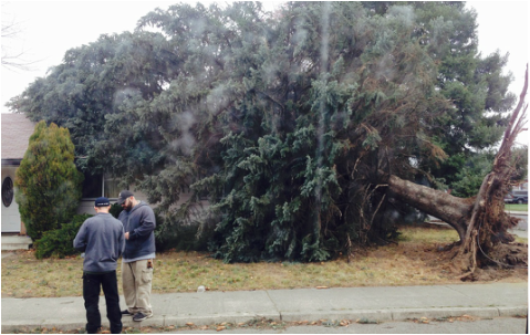 Emergency tree service in Spokane Washington for tree fallen on home