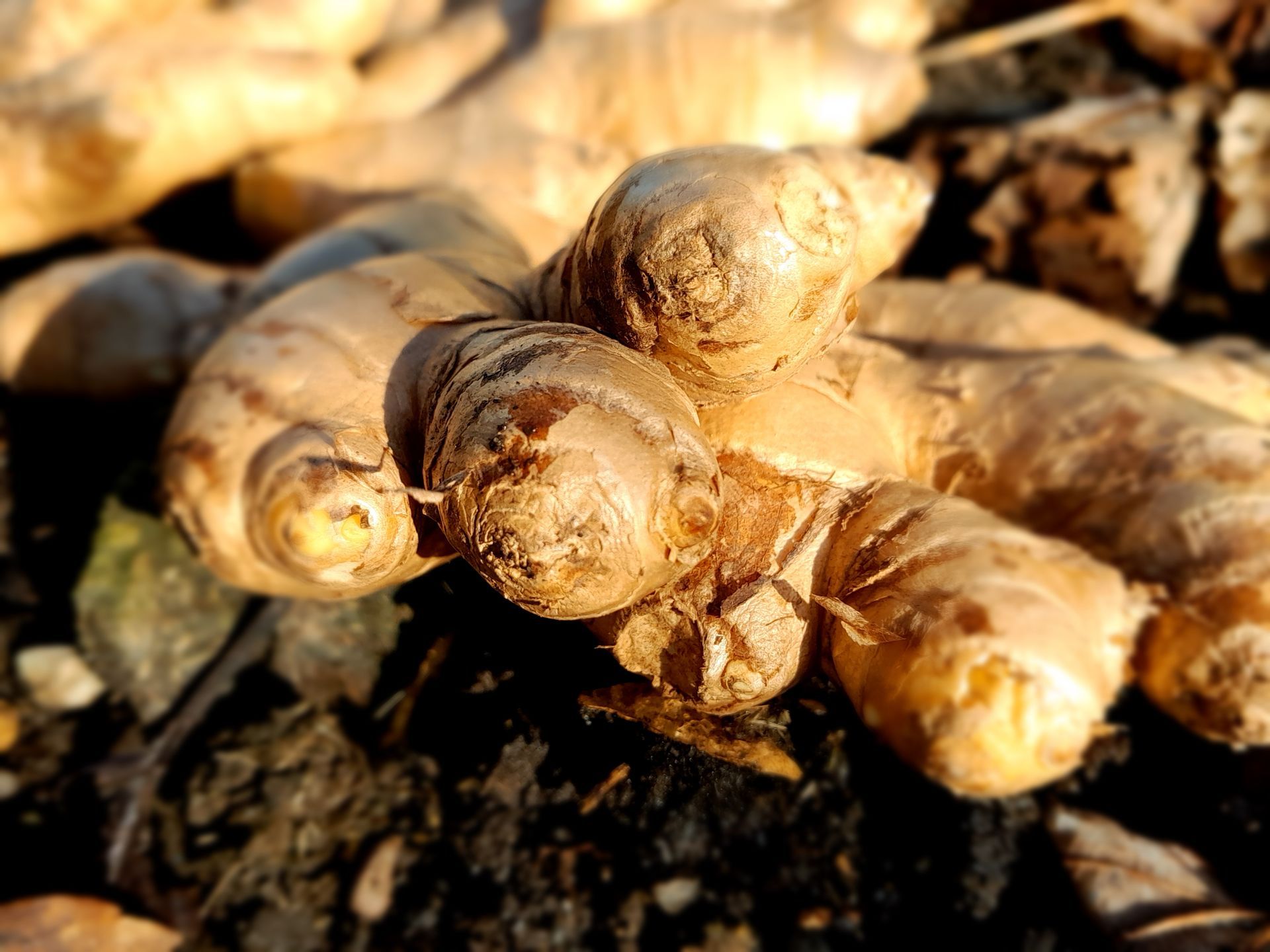 Racines de gingembre frais reposant sur un sol sombre, avec un arrière-plan flou aux tons chauds.