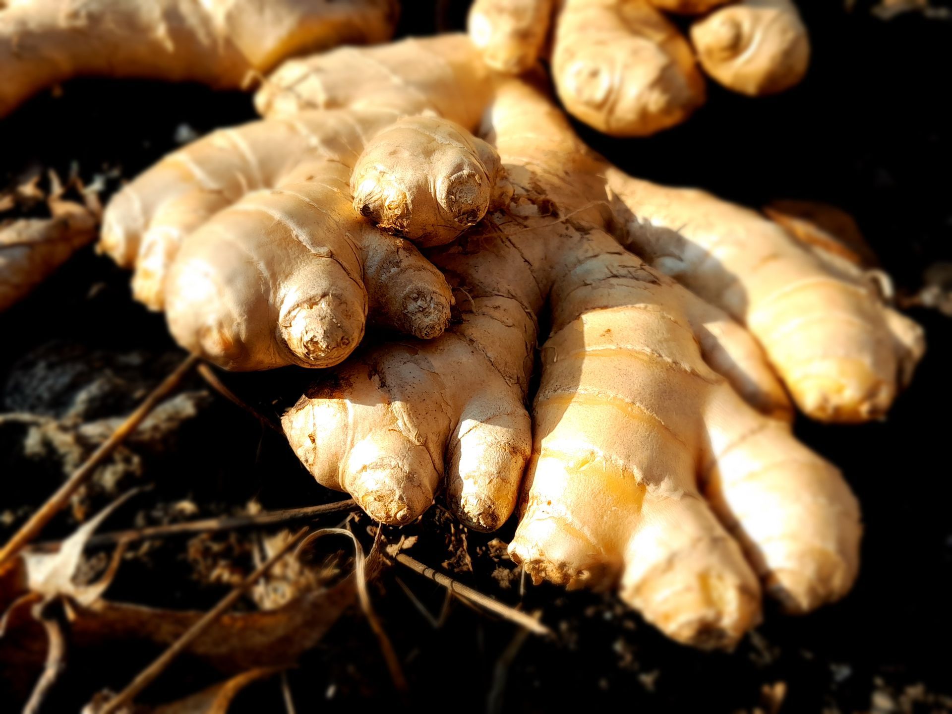 Racines de gingembre fraîches sur la terre, éclairées par la chaude lumière du soleil