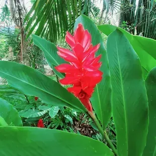Fleur tropicale rouge vif parmi de grandes feuilles vertes dans un jardin luxuriant
