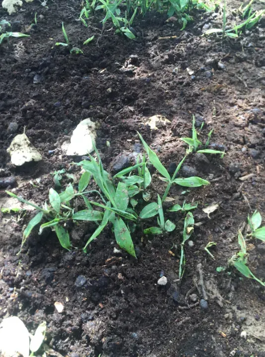 De petites herbes vertes poussent dans un sol sombre, entourées de pierres claires éparses.