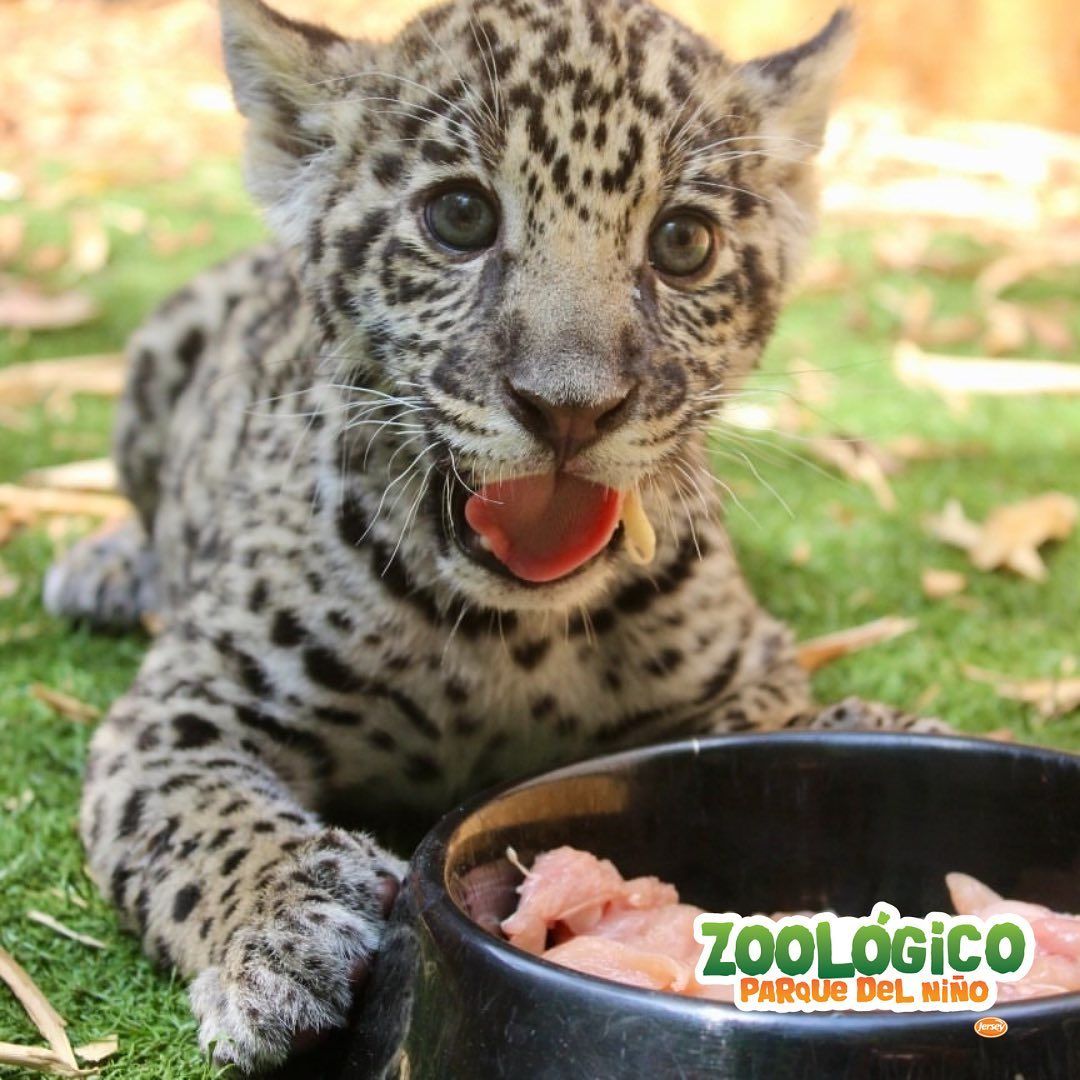 Cachorro de leopardo moteado comiendo de un cuenco negro sobre la hierba, con la lengua fuera y mirando a la cámara.