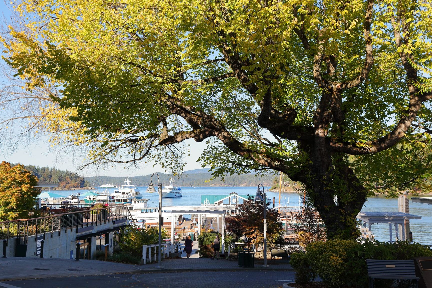 friday harbor