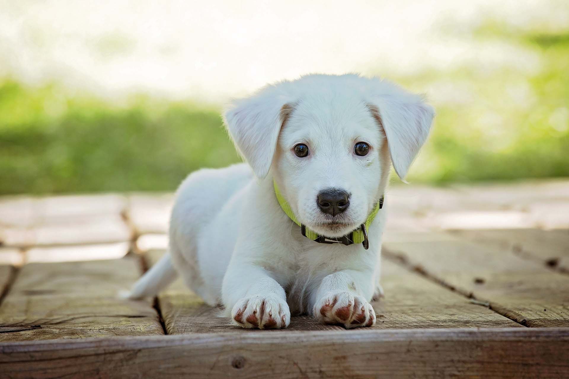 Puppy getting ready for puppy training pre school