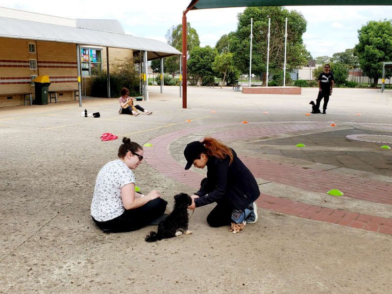 Dog Training Melbourne Melbourne Dog Training School