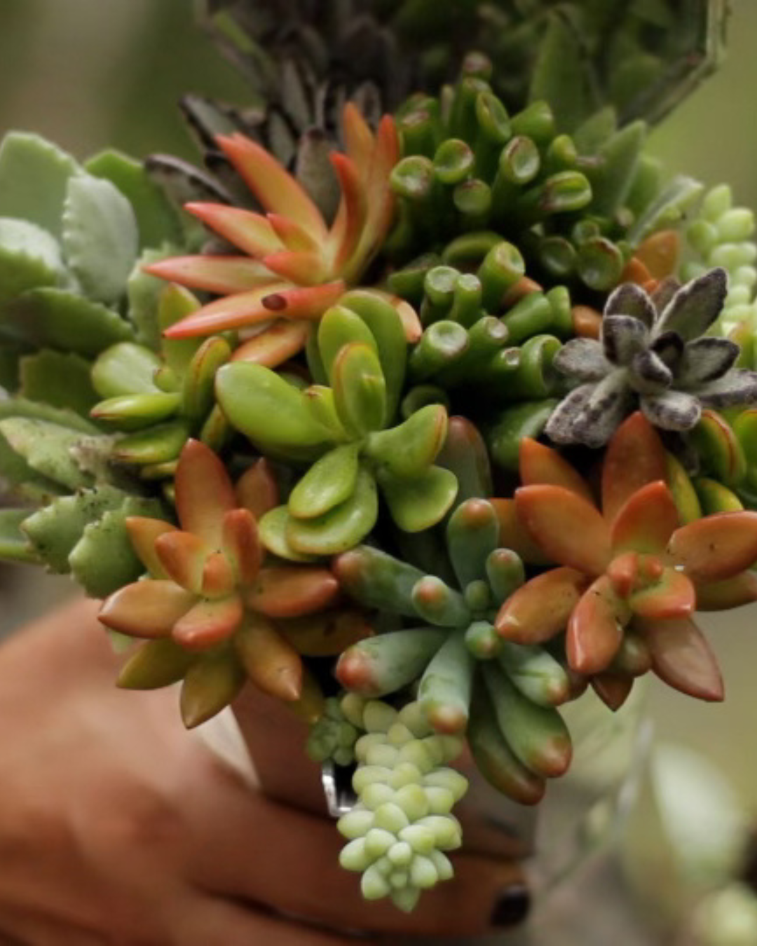 Hand holding a small pot of mixed green, orange, and purple succulents with trailing beads