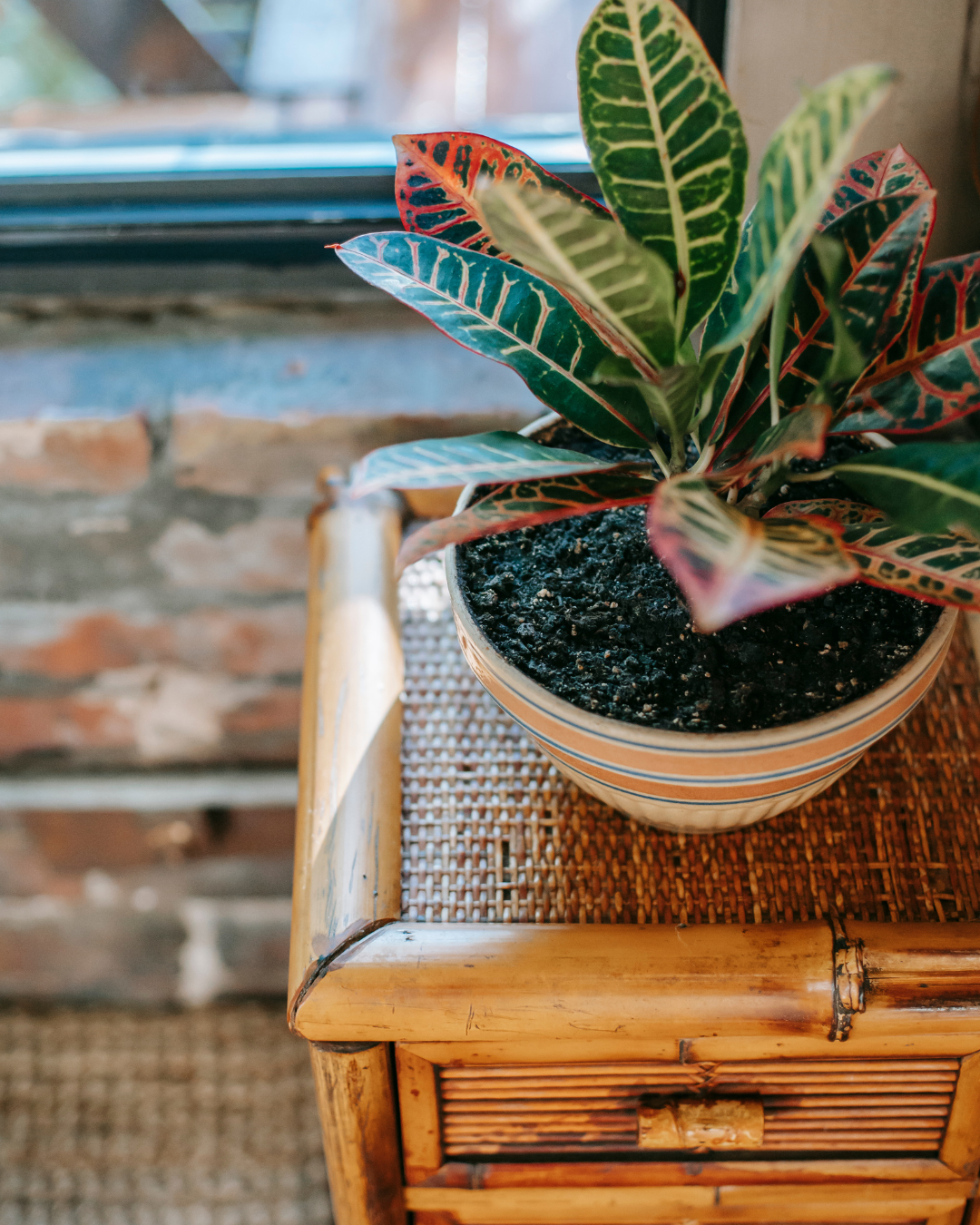 Potted croton plant with green, yellow, and red leaves on a wicker-topped wooden table by a window.