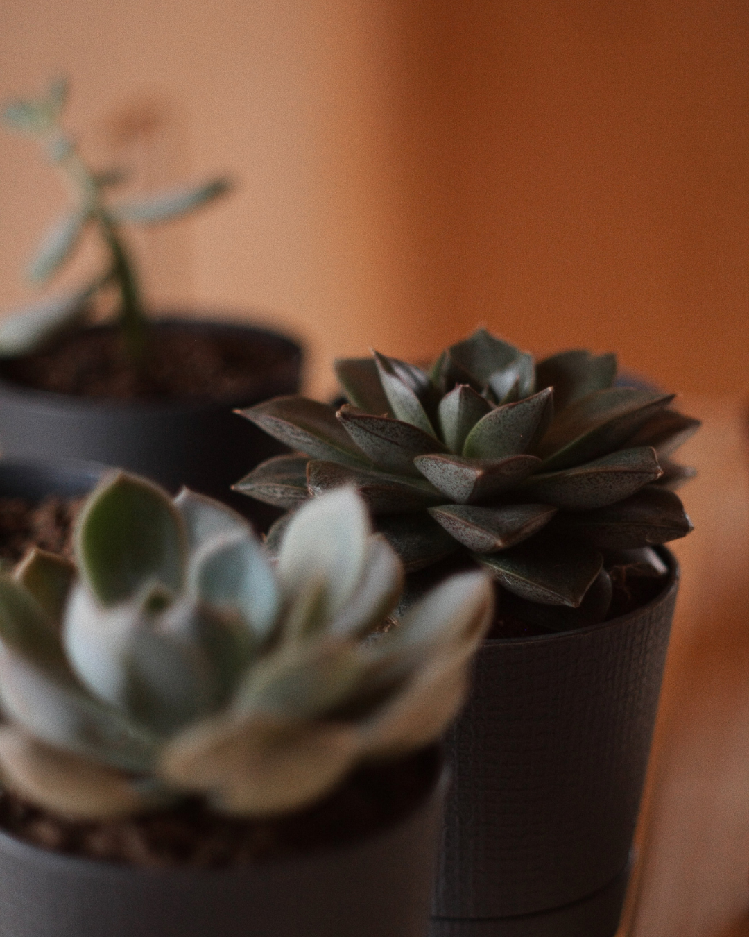 Three potted succulents in soft focus, with a dark rosette plant in the center foreground.