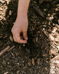 Hand reaching into dark soil and wood chips outdoors