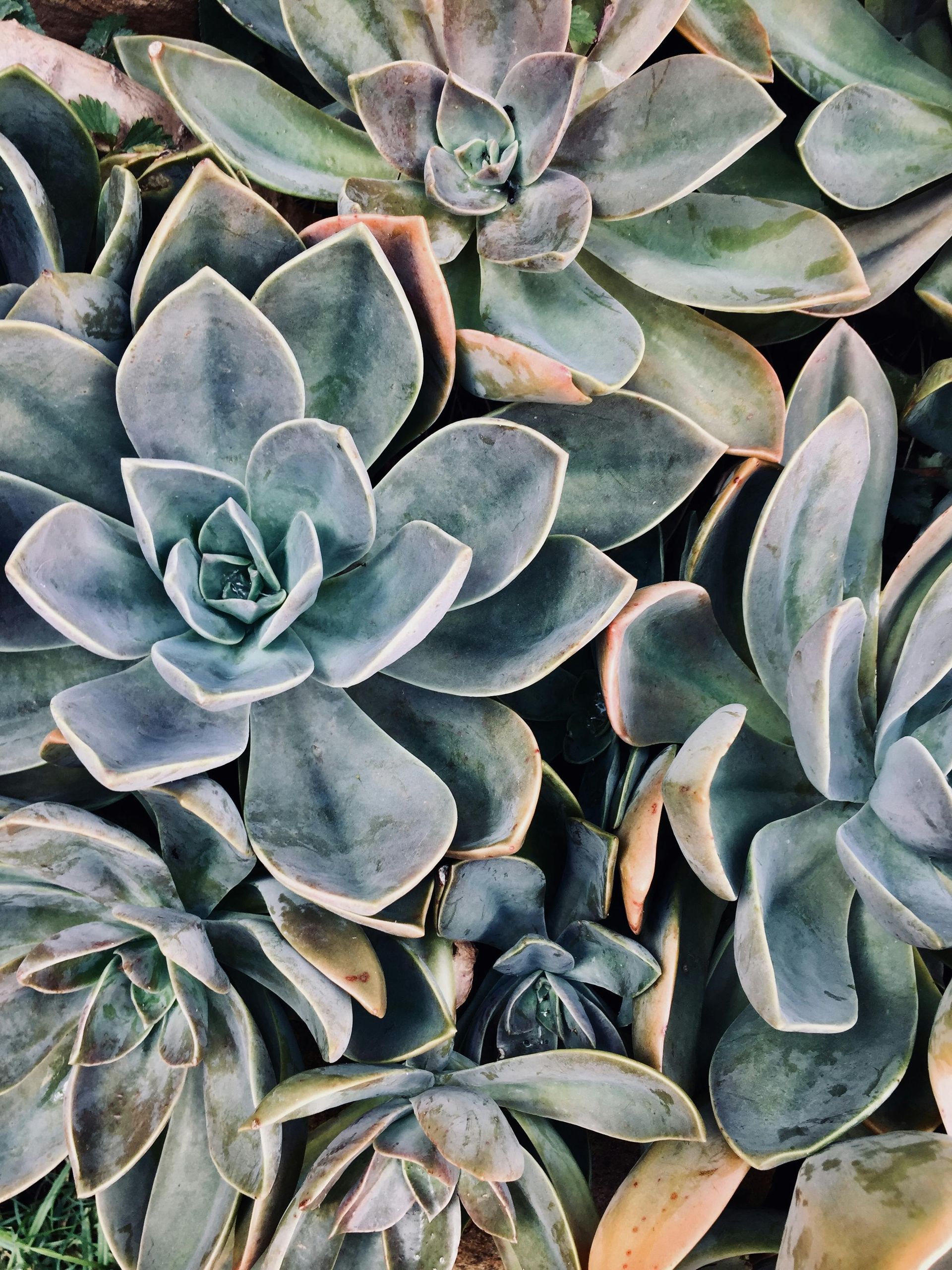 Cluster of dusty green rosette succulents with pale purple edges filling the frame