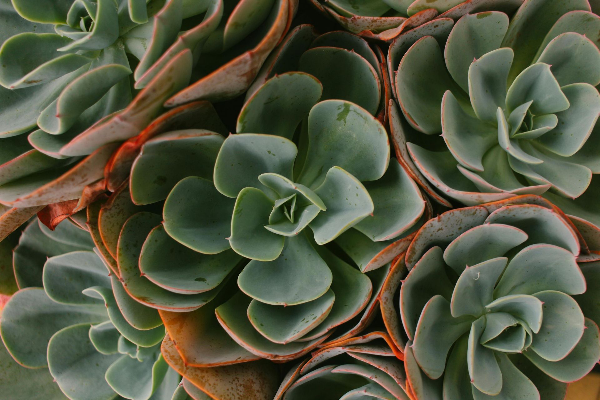 Close-up of green rosette succulents with orange-edged leaves clustered together