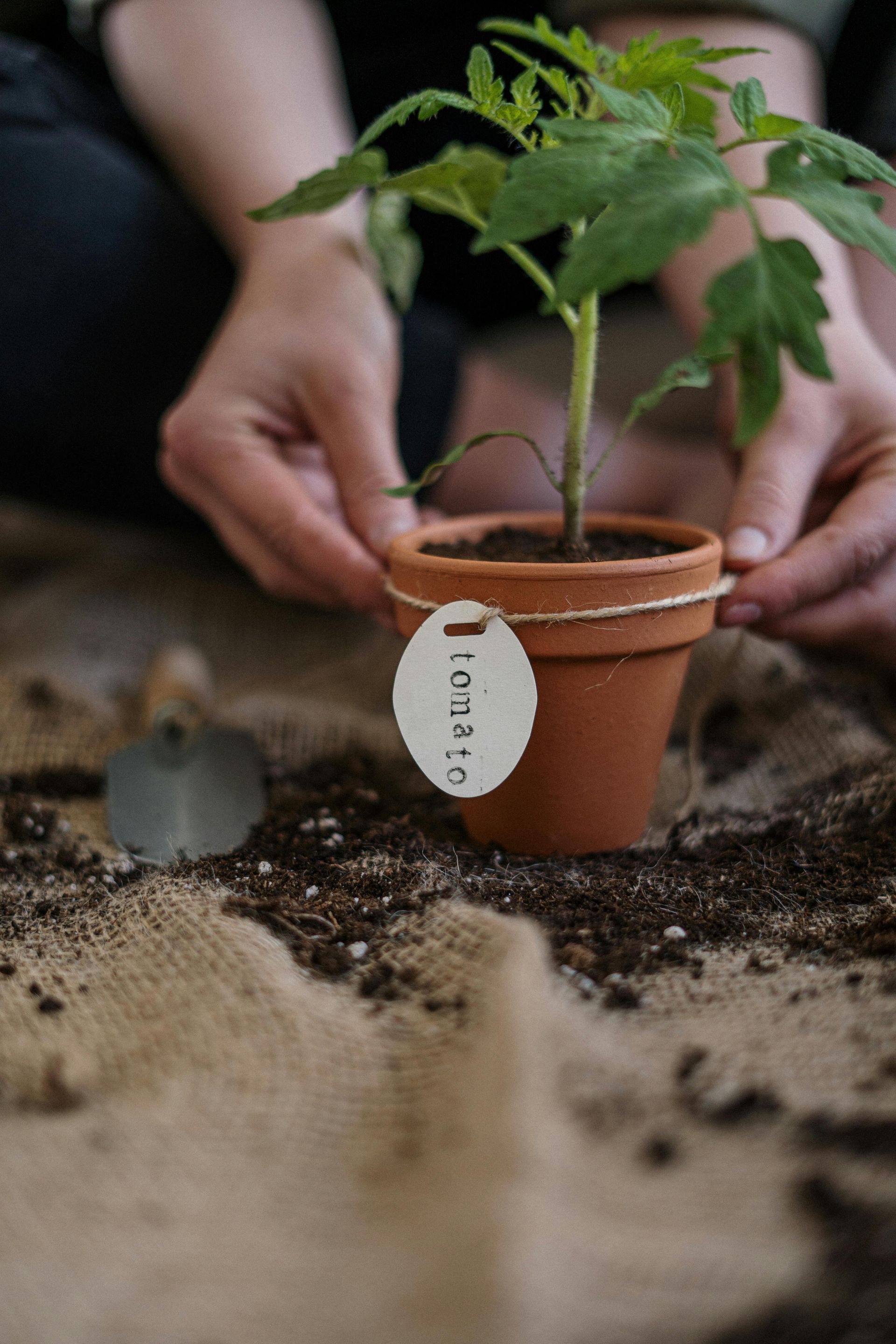 Hands potting a small green seedling in a terracotta pot on soil