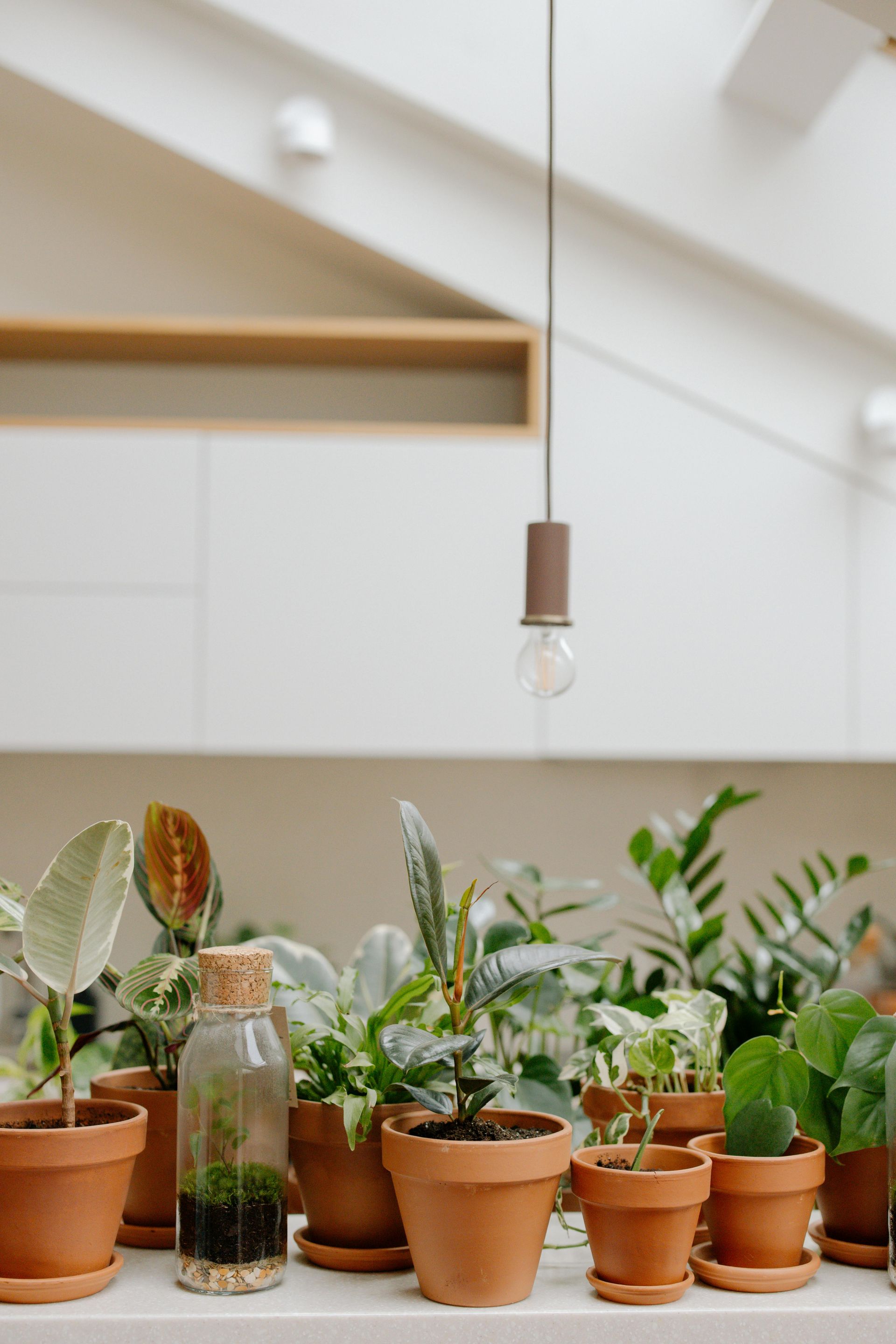 Potted houseplants on a windowsill beneath a hanging light bulb in a bright room