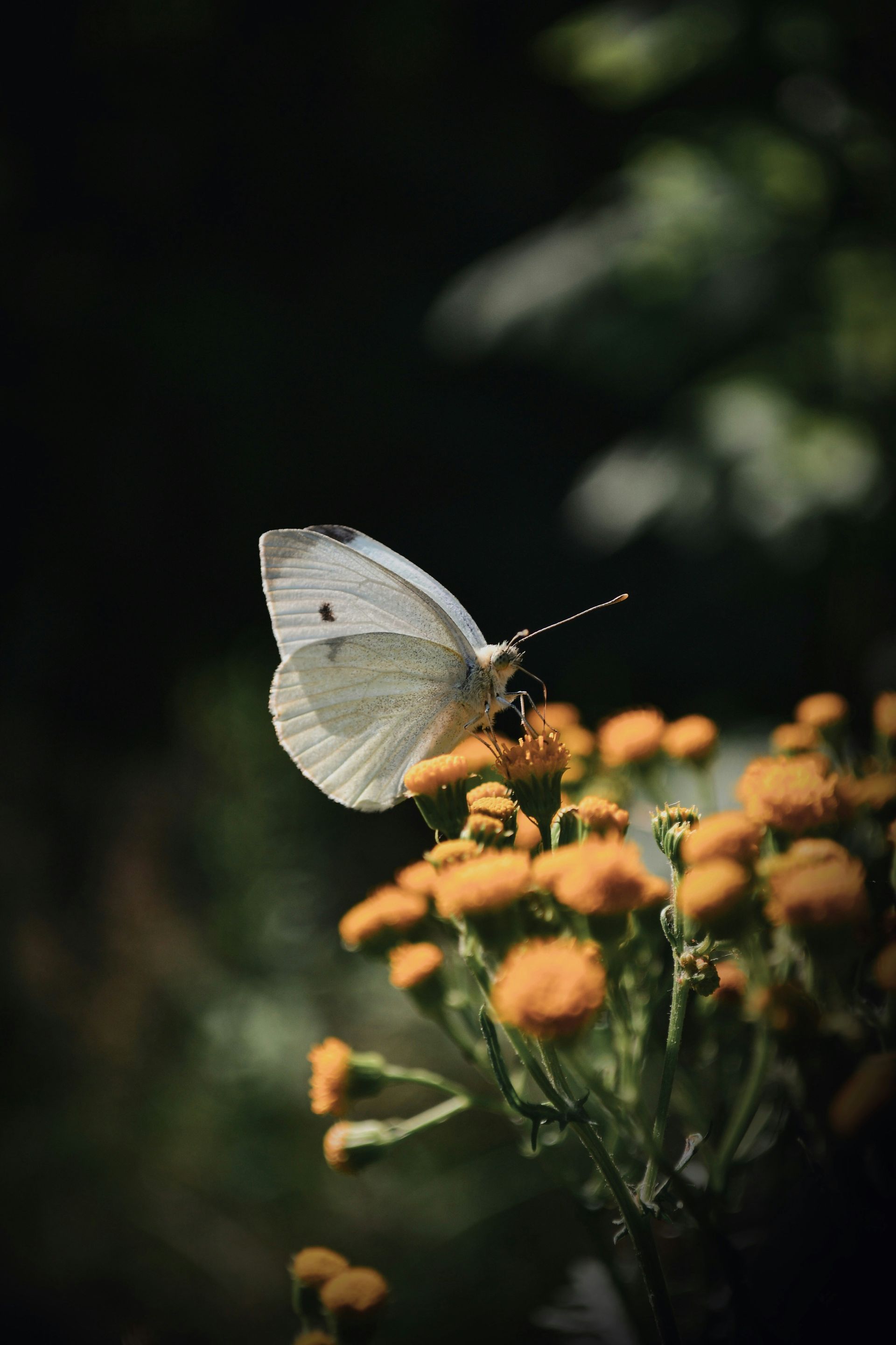 White butterfly on orange flowers against a dark blurred background