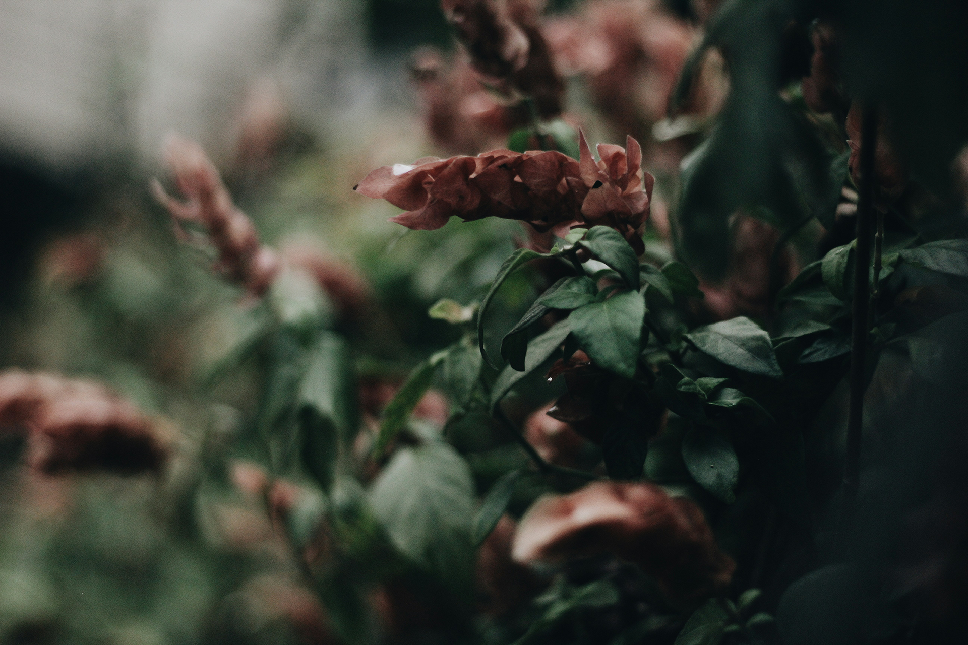 Close-up of pink flowers and dark green leaves in soft, moody lighting