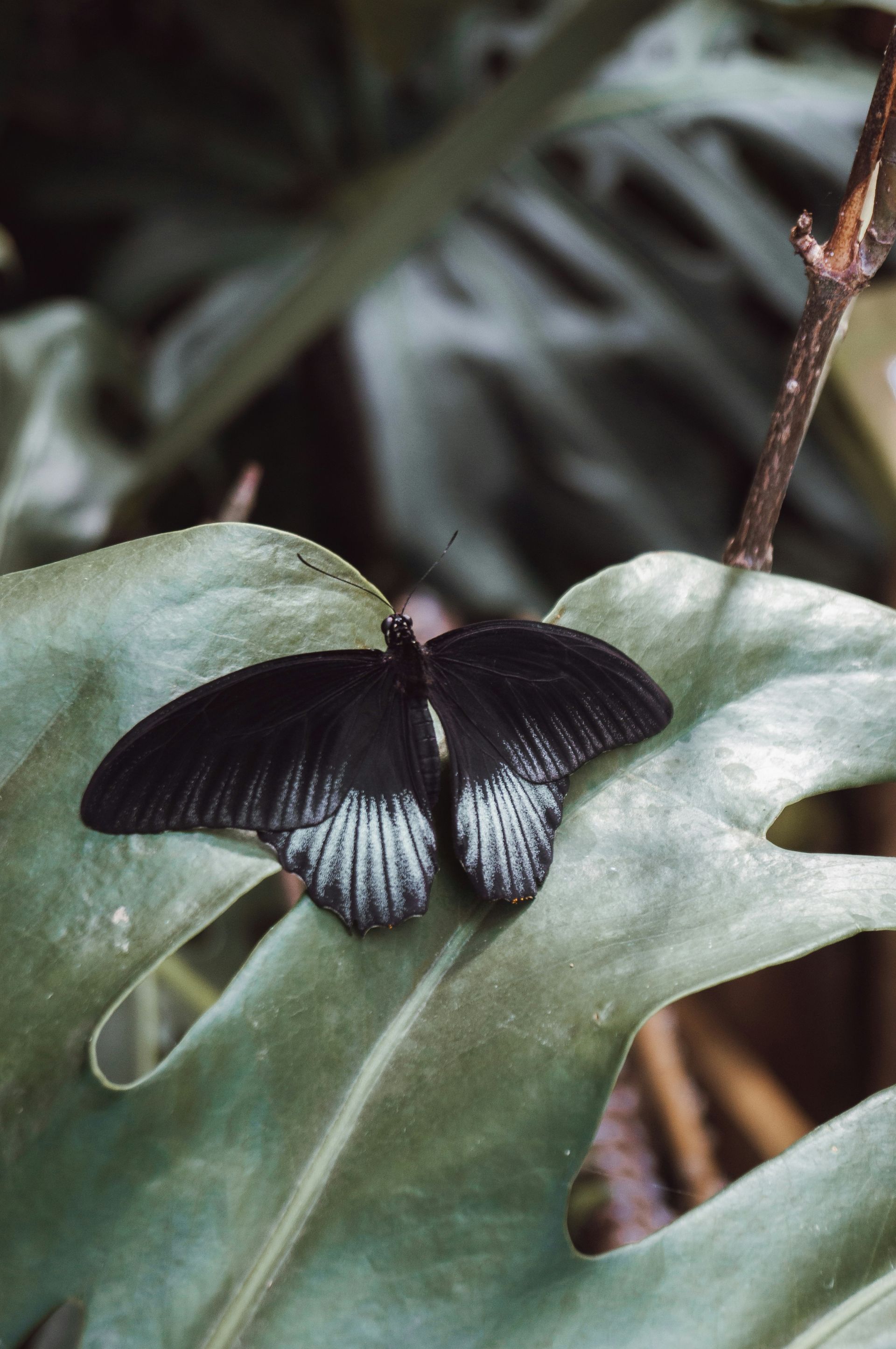 Black butterfly resting on a green leaf in a dark, leafy setting
