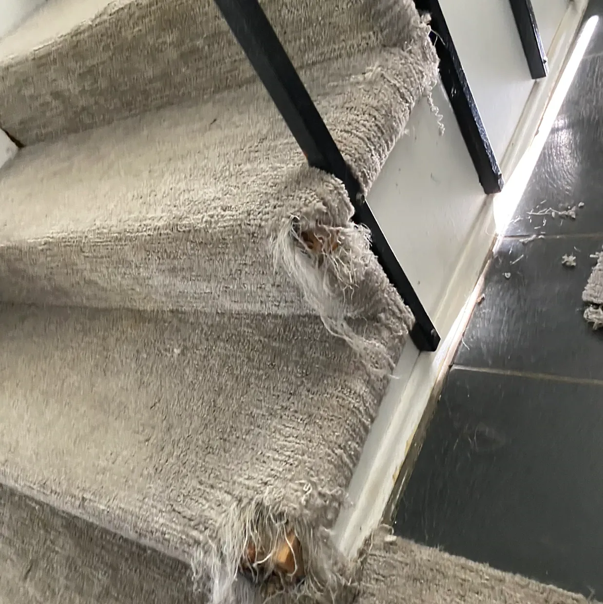 Close-up of a frayed beige carpeted stair with damaged edge and black stair rails
