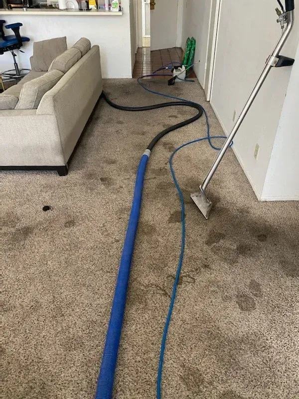 Living room with carpet cleaning equipment, hoses, and stains visible on the floor