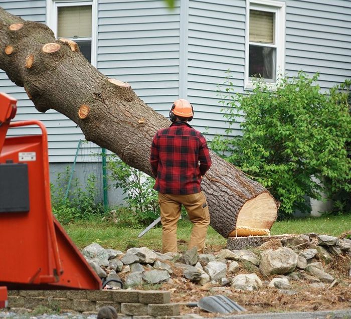 Tree Removal Tree Removal