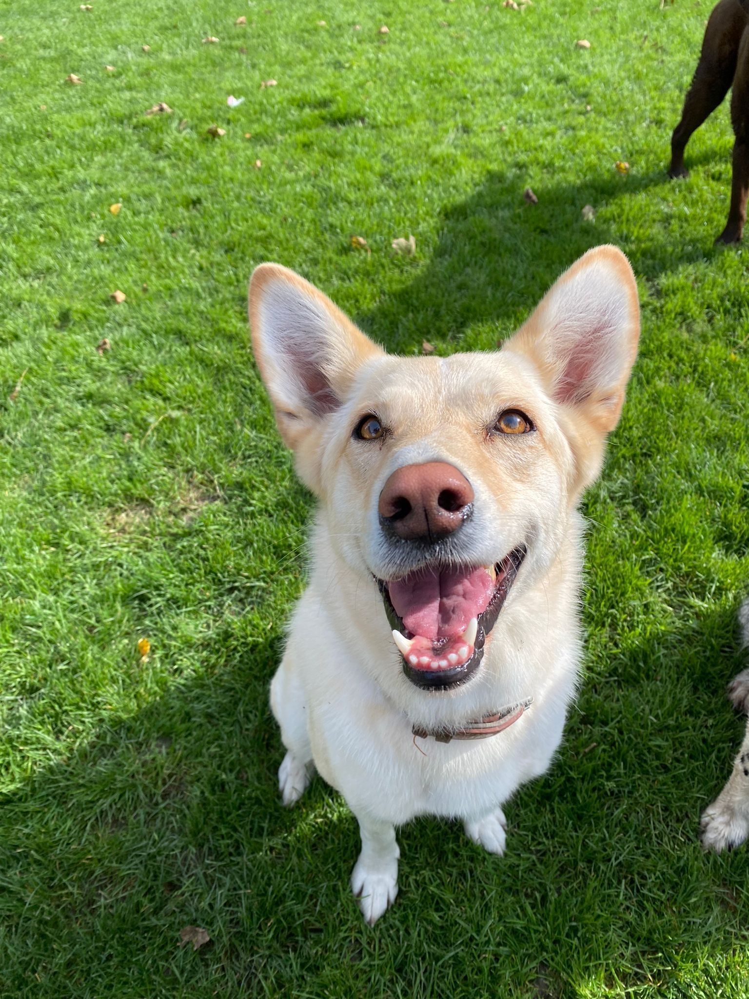 Happy, light-colored dog with large ears sits in green grass, smiling with mouth open.