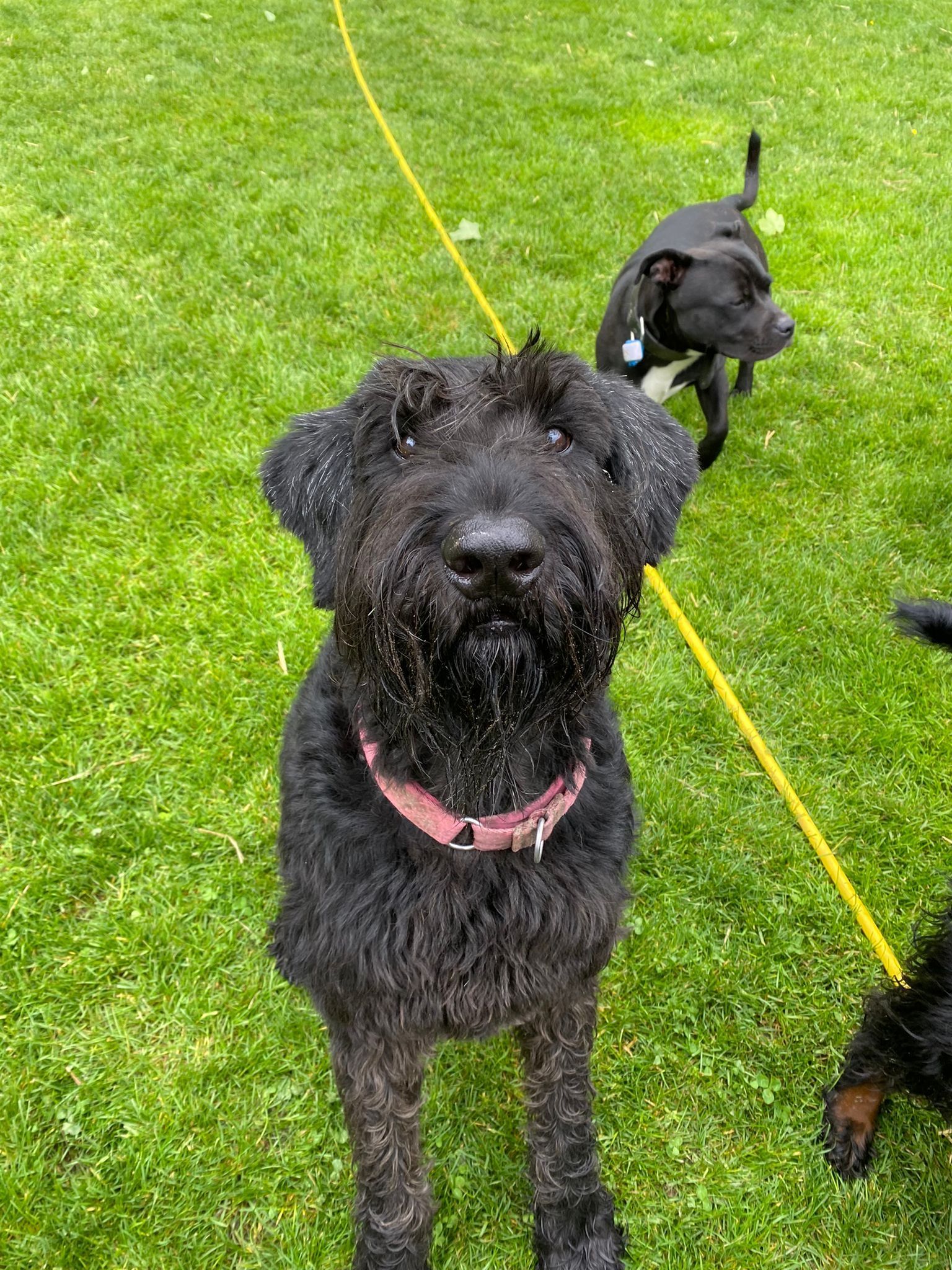 Black dog with wet, shaggy fur wearing a pink collar stands on grass, looking forward. Another dog in background.