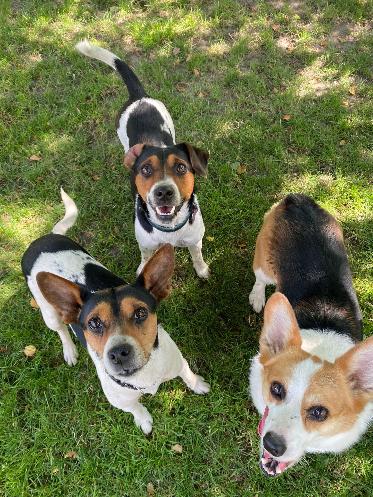 Three dogs looking up at the camera on a grassy lawn. One is a corgi, the others appear to be Jack Russells.