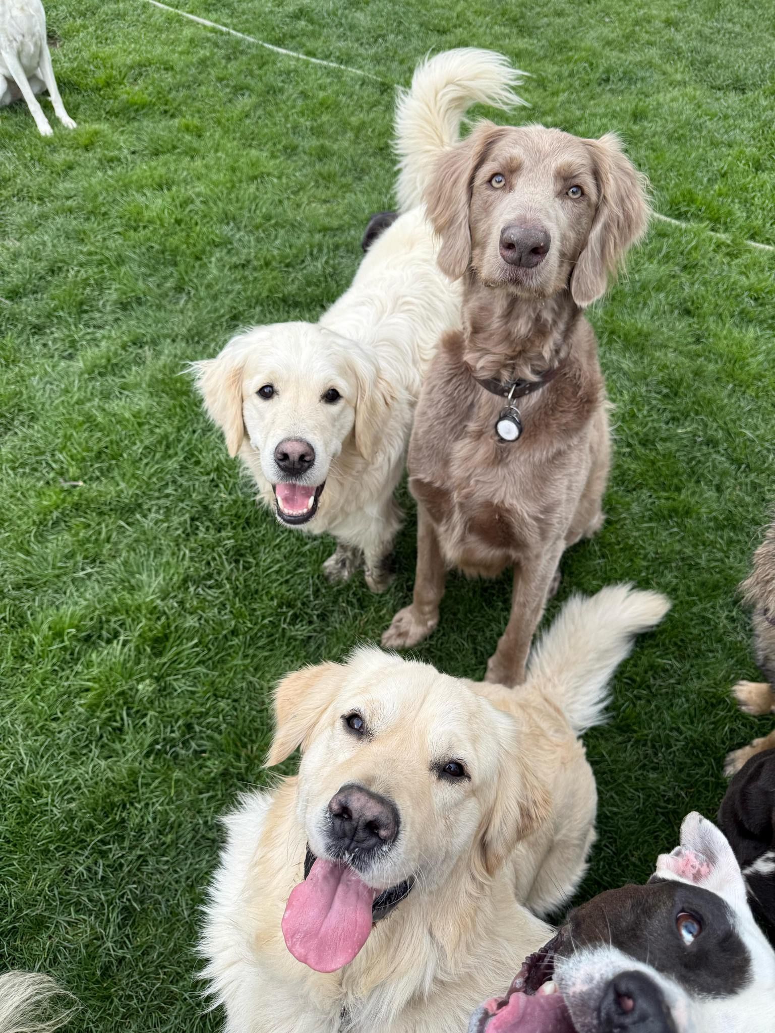 Three dogs of varying colors looking at the camera on a grassy lawn.