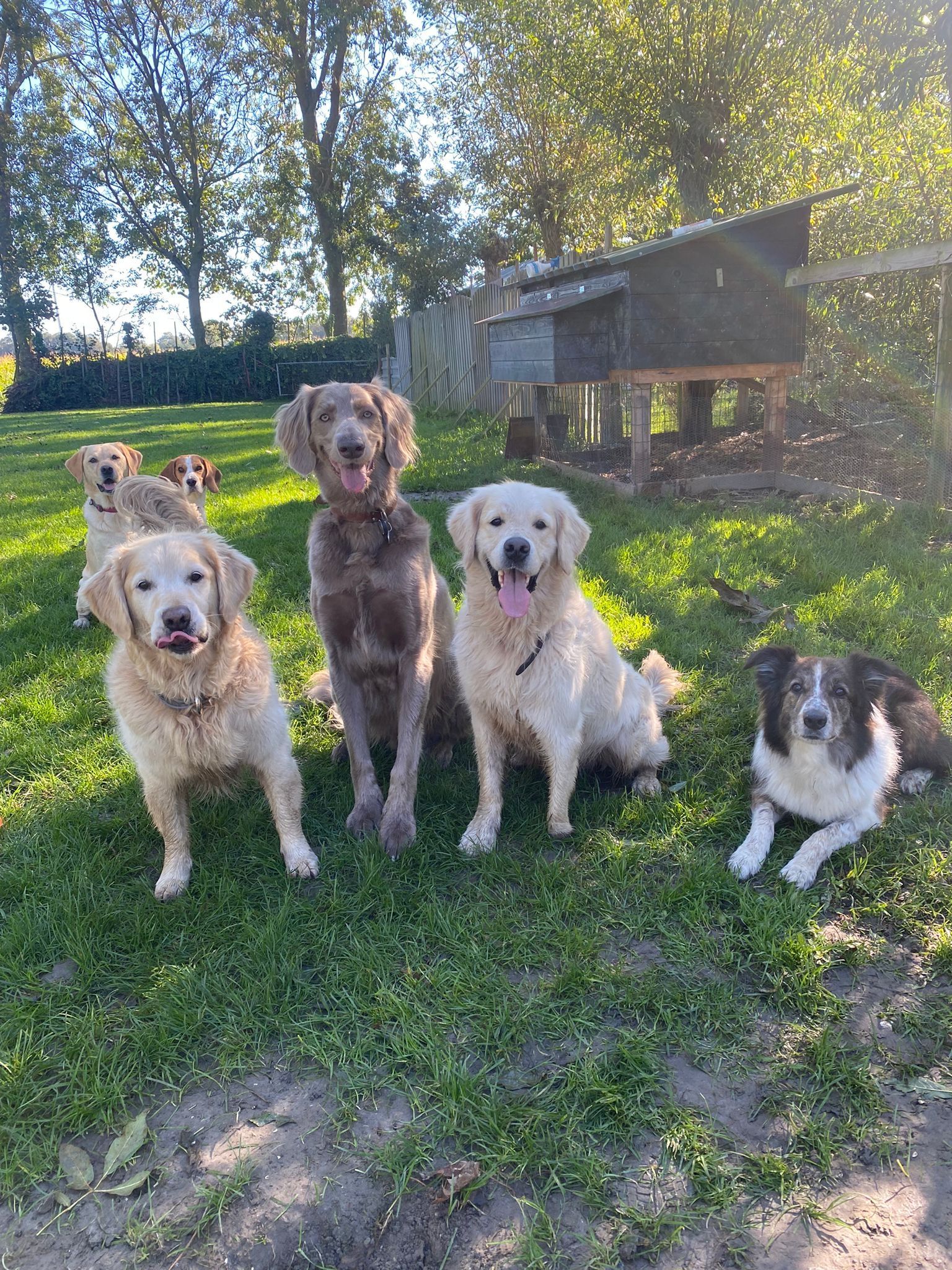 Five dogs sit in a grassy yard, with a coop in the background. Two golden retrievers, a brown dog, and a mixed-breed dog.