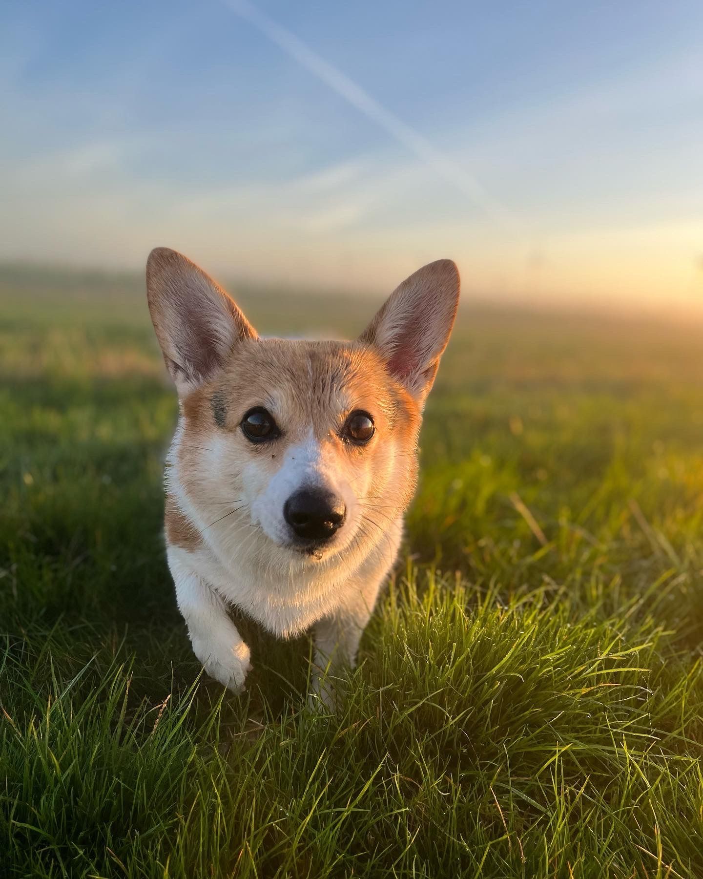 Corgi dog in a field of green grass, lit by the golden sun.
