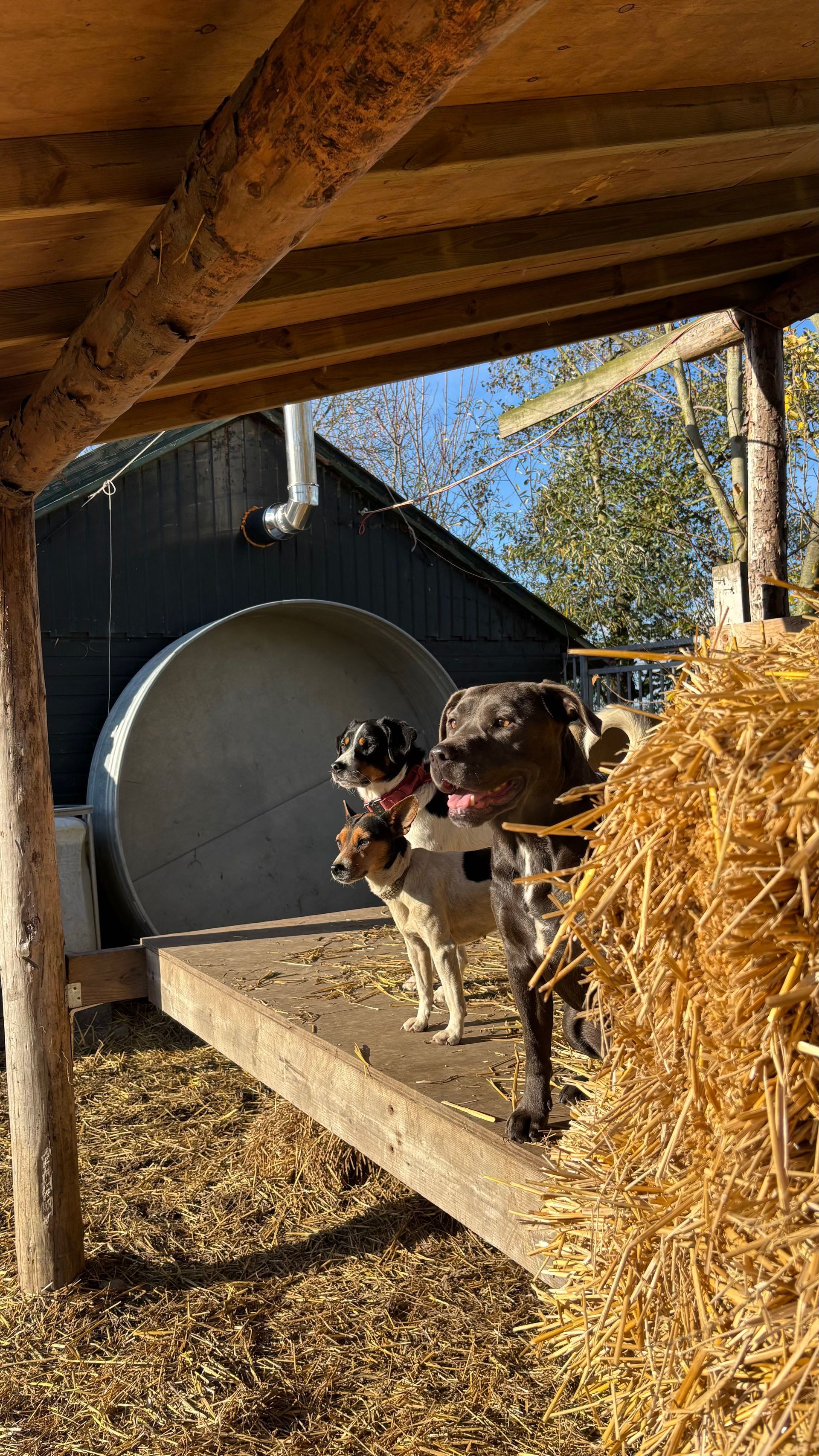 Two dogs stand on a wooden platform. One is black and white, the other brown, near a straw pile and a metal tank, outside.