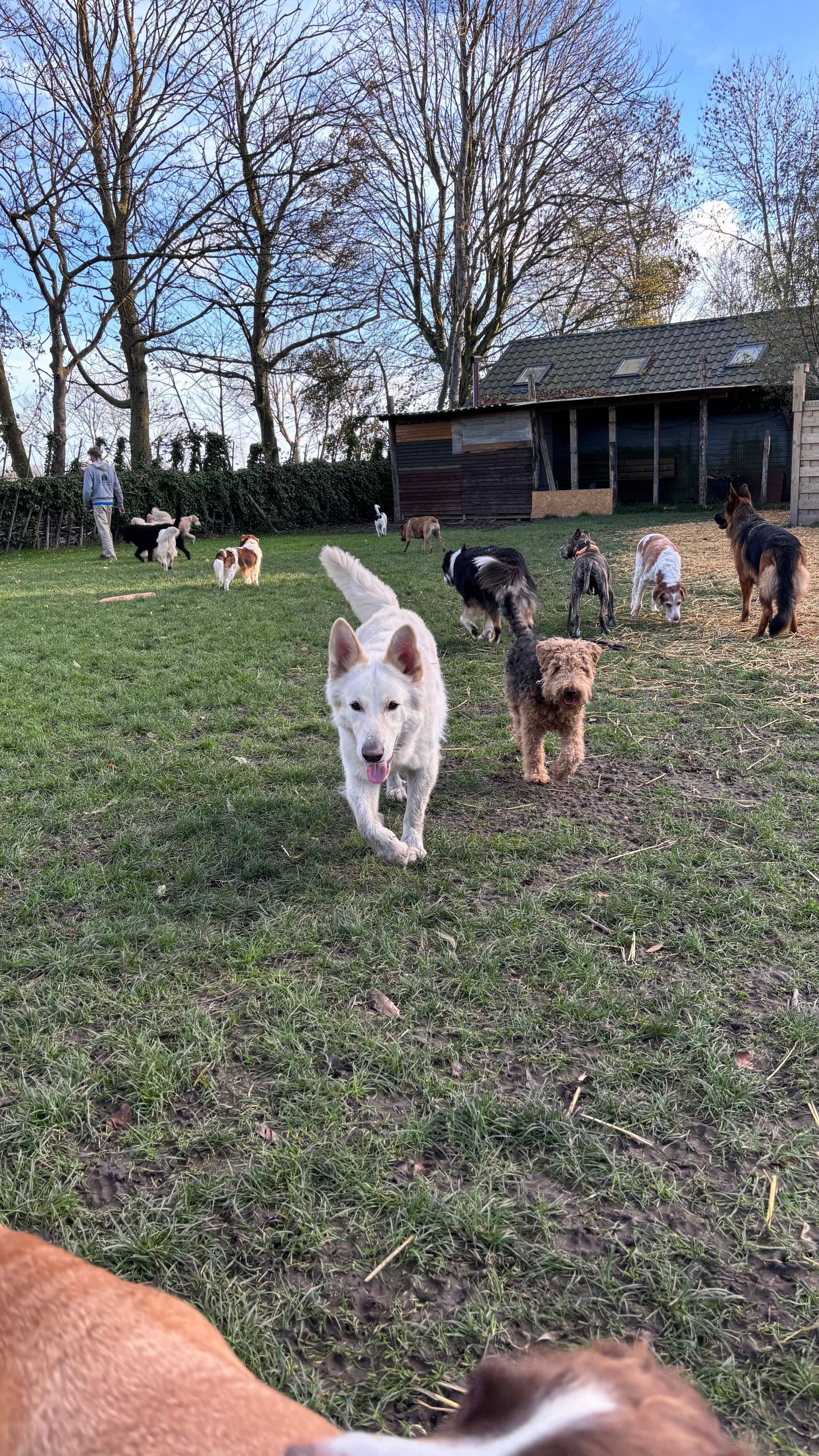 White dog running towards the camera in a grassy yard with other dogs and a shed.