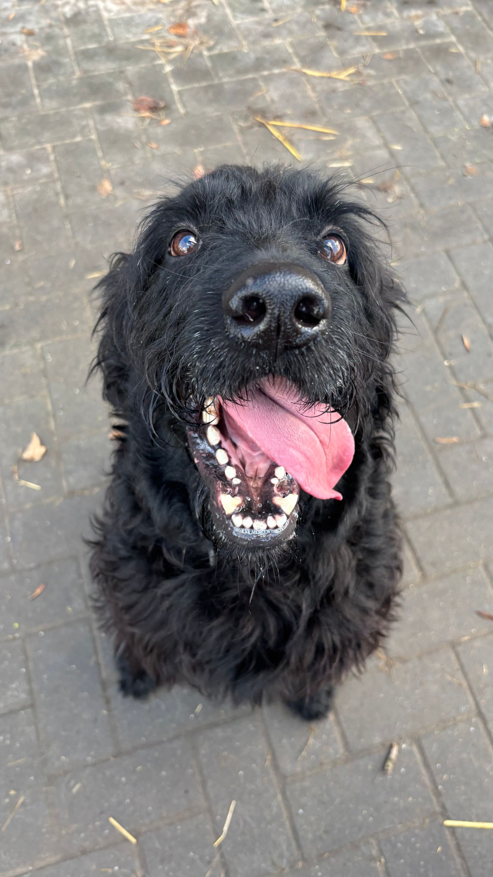 Black dog with open mouth, panting; sitting on a brick surface.