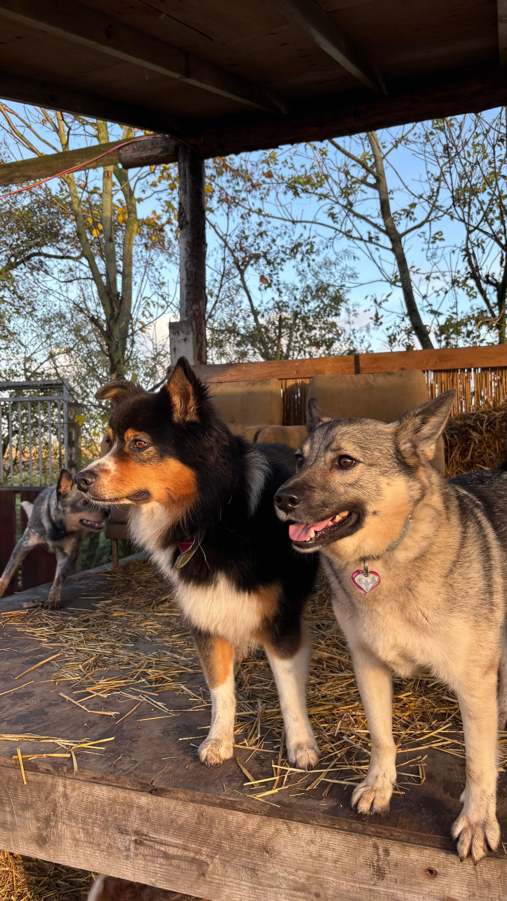 Two dogs stand side-by-side on a wooden ledge, looking towards the left. One is black, tan, and white; the other is gray.