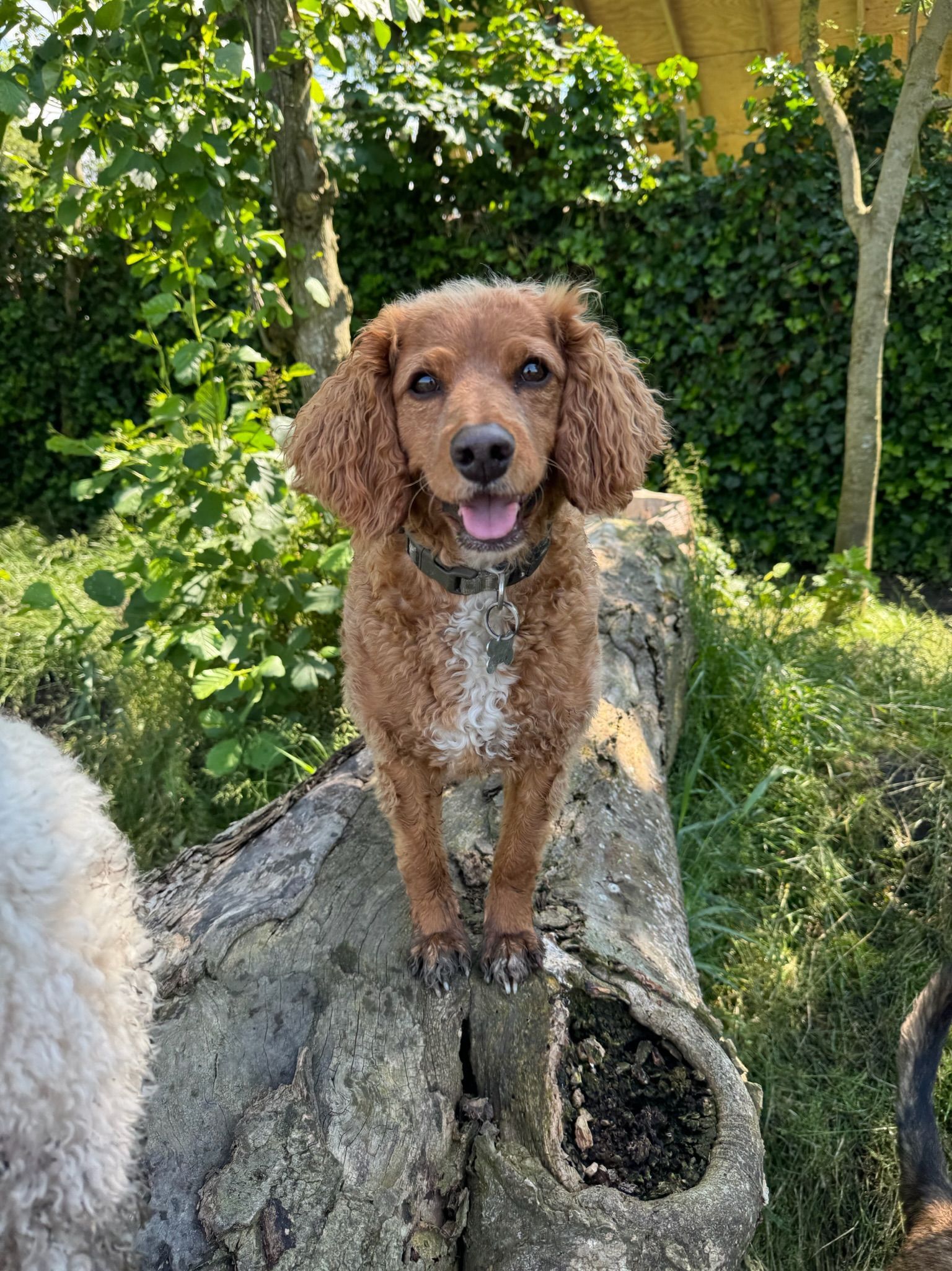 Brown dog with curly fur standing on a log, smiling. Green background, sunny day.