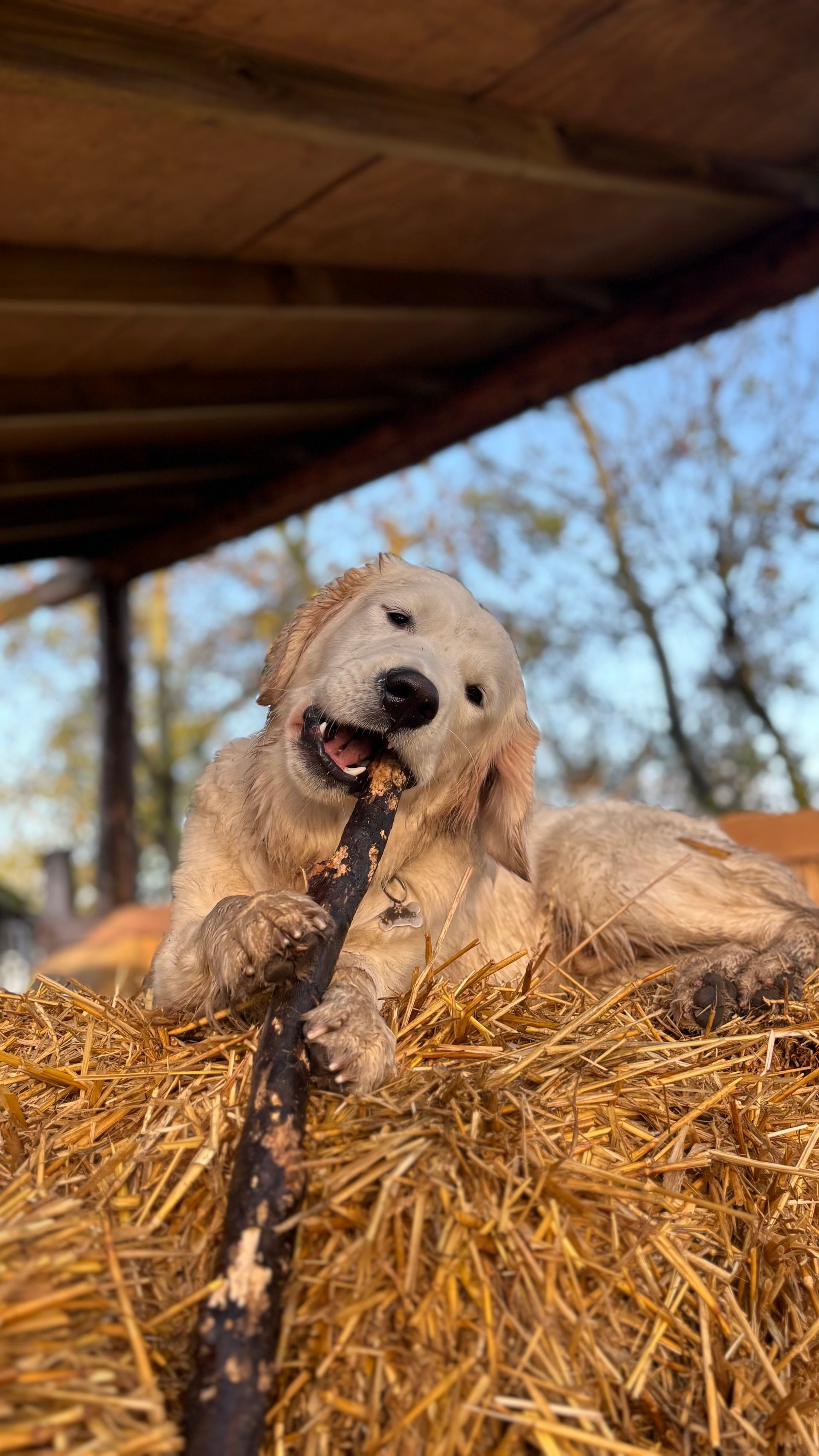 Golden retriever puppy chewing a stick, lying on hay under a wooden structure.