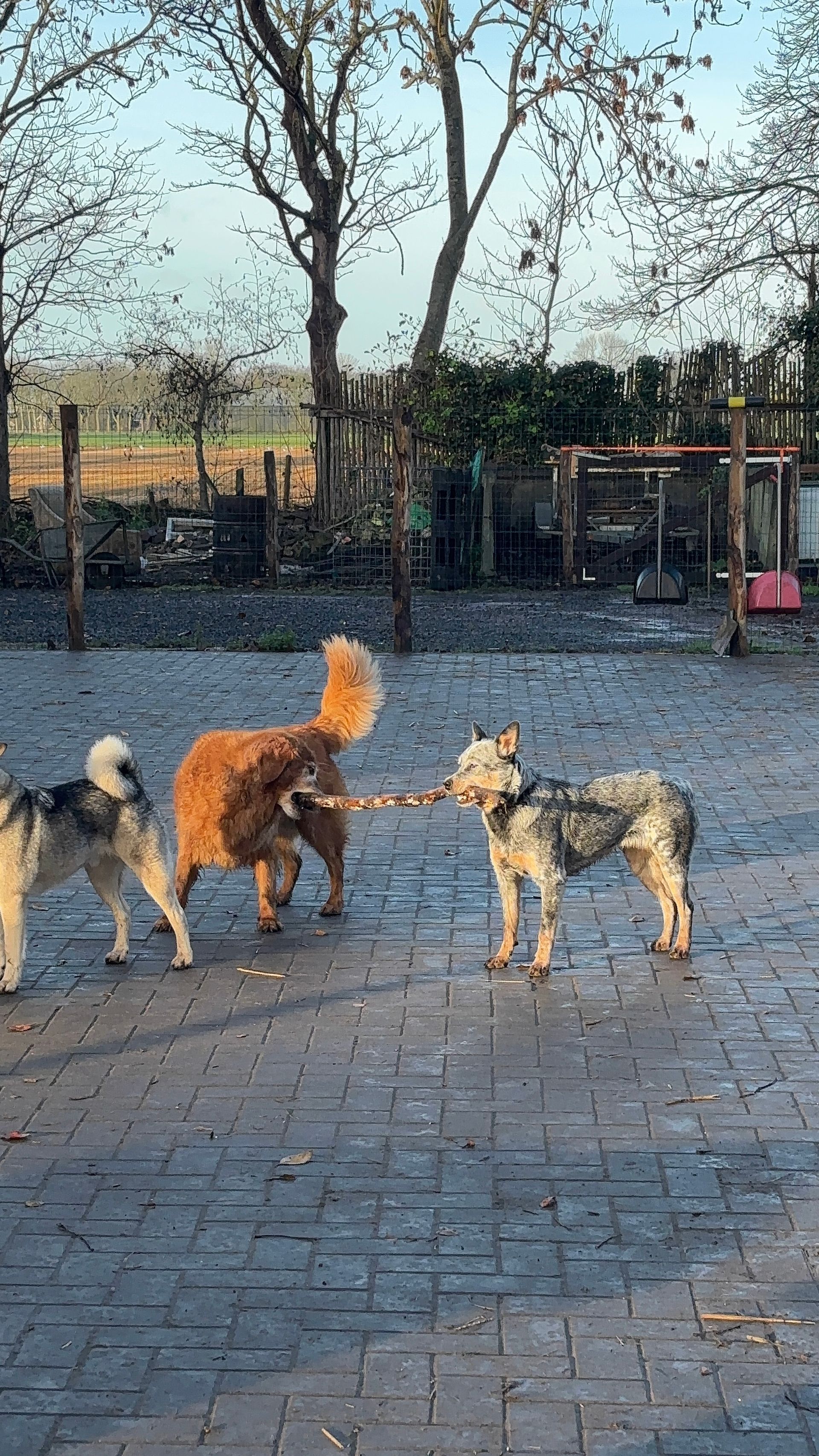 Three dogs play tug-of-war with a stick on a brick patio.