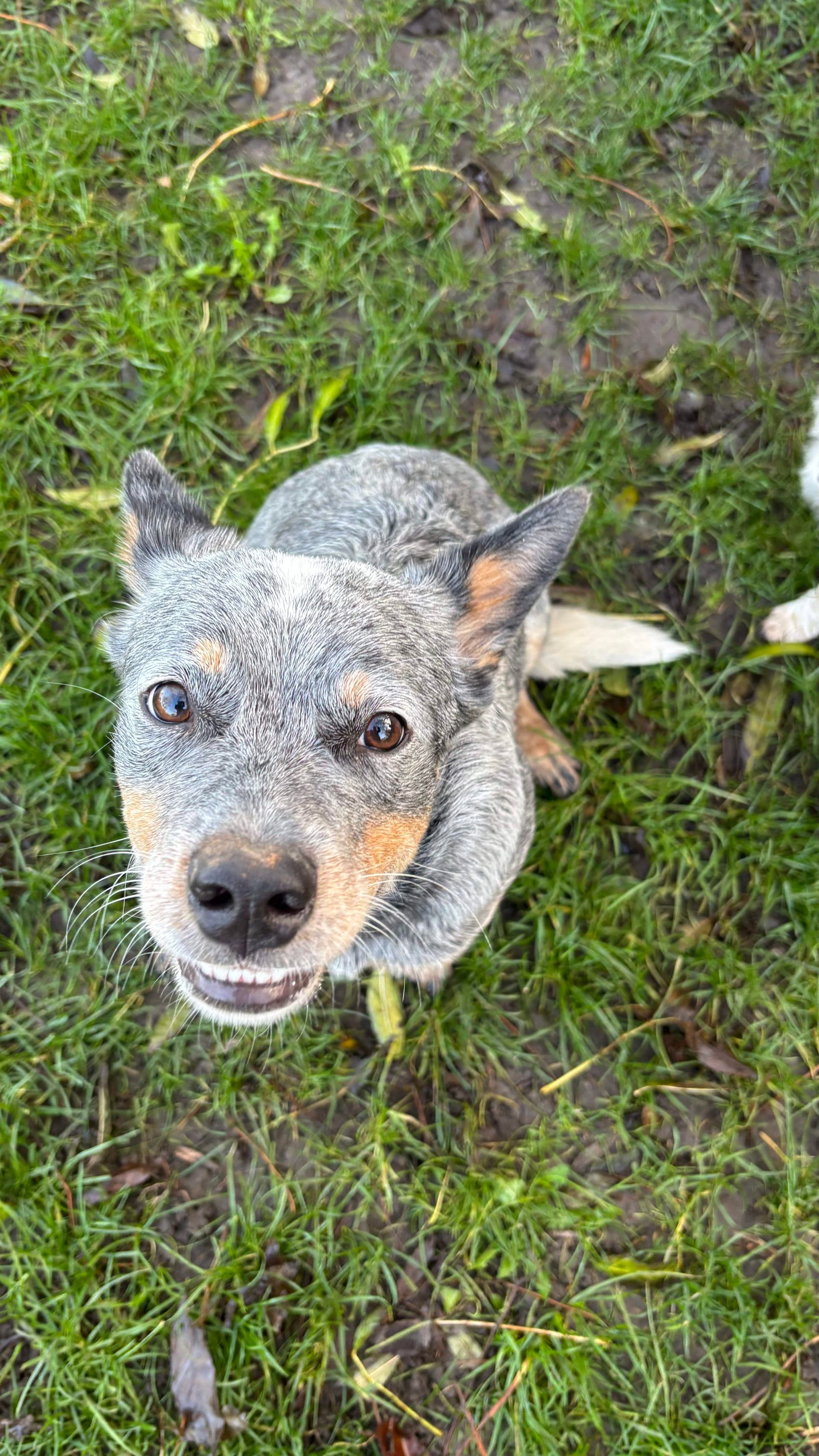 Blue heeler dog looking up with a slightly open mouth, outdoors on grass.