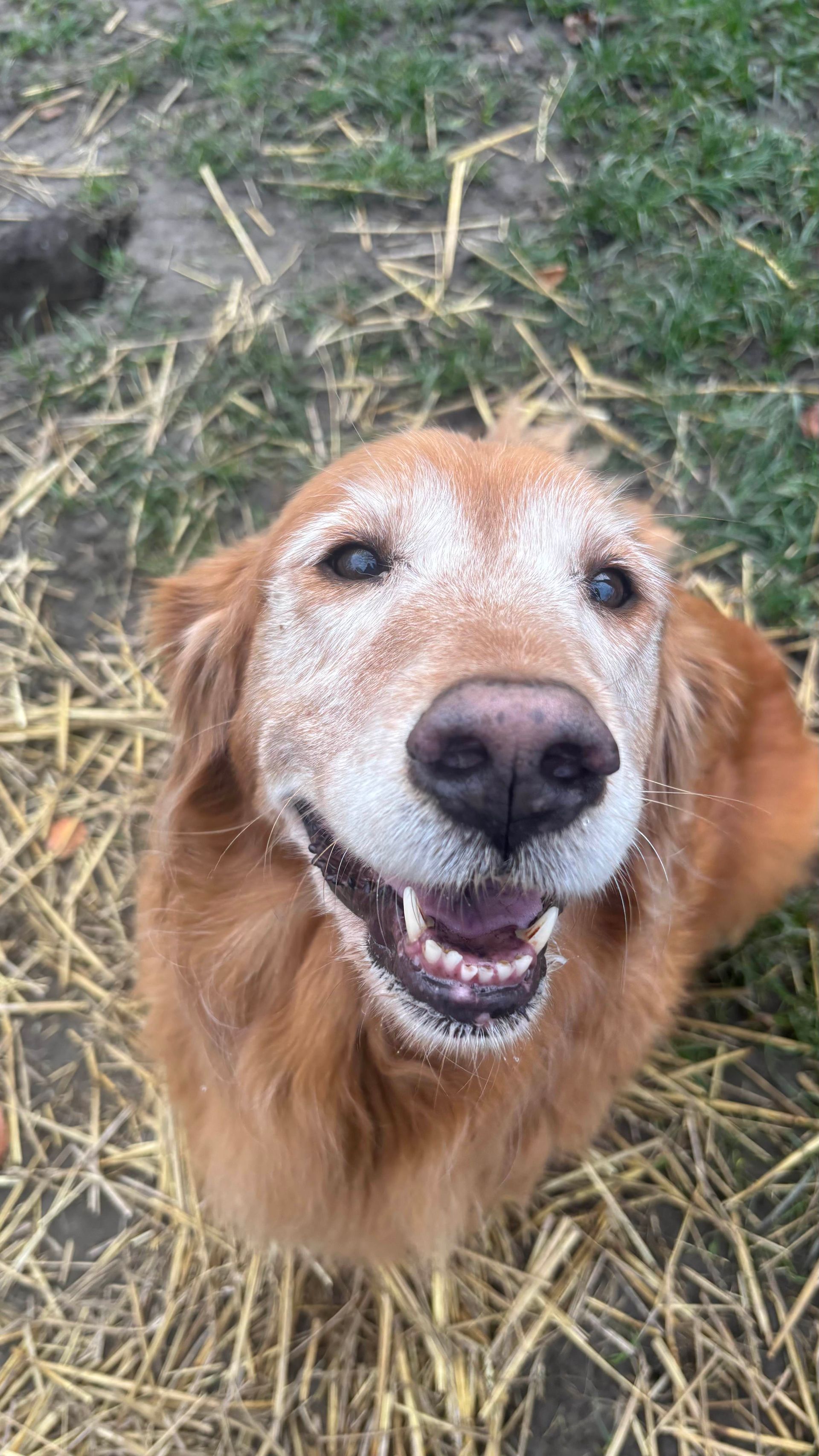 Golden retriever with snowy face, smiling, looking up from straw-covered ground.