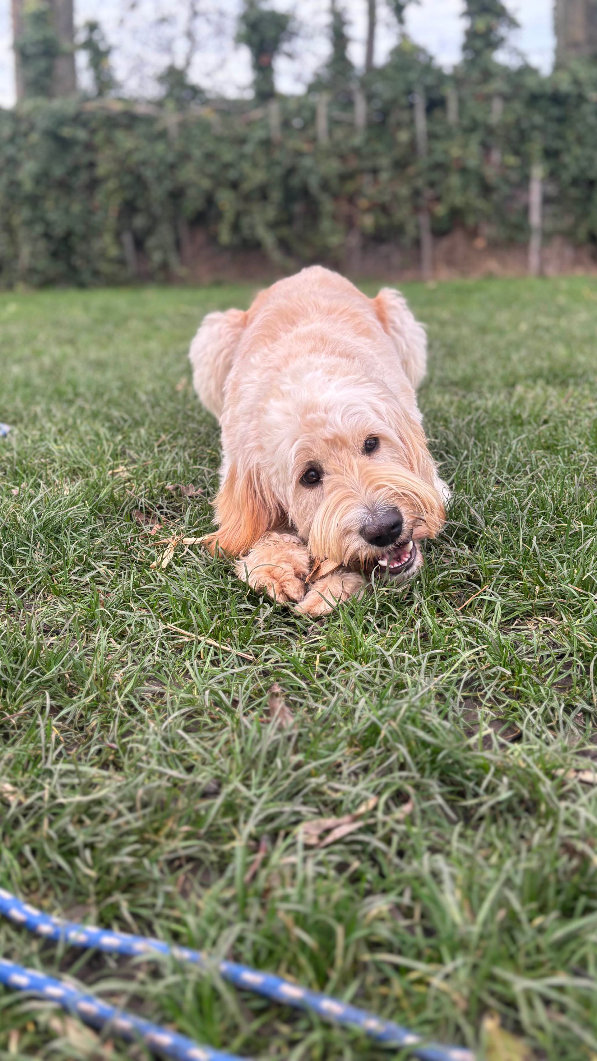 Golden-colored dog chewing on something while lying on green grass. Bushes and trees in background.