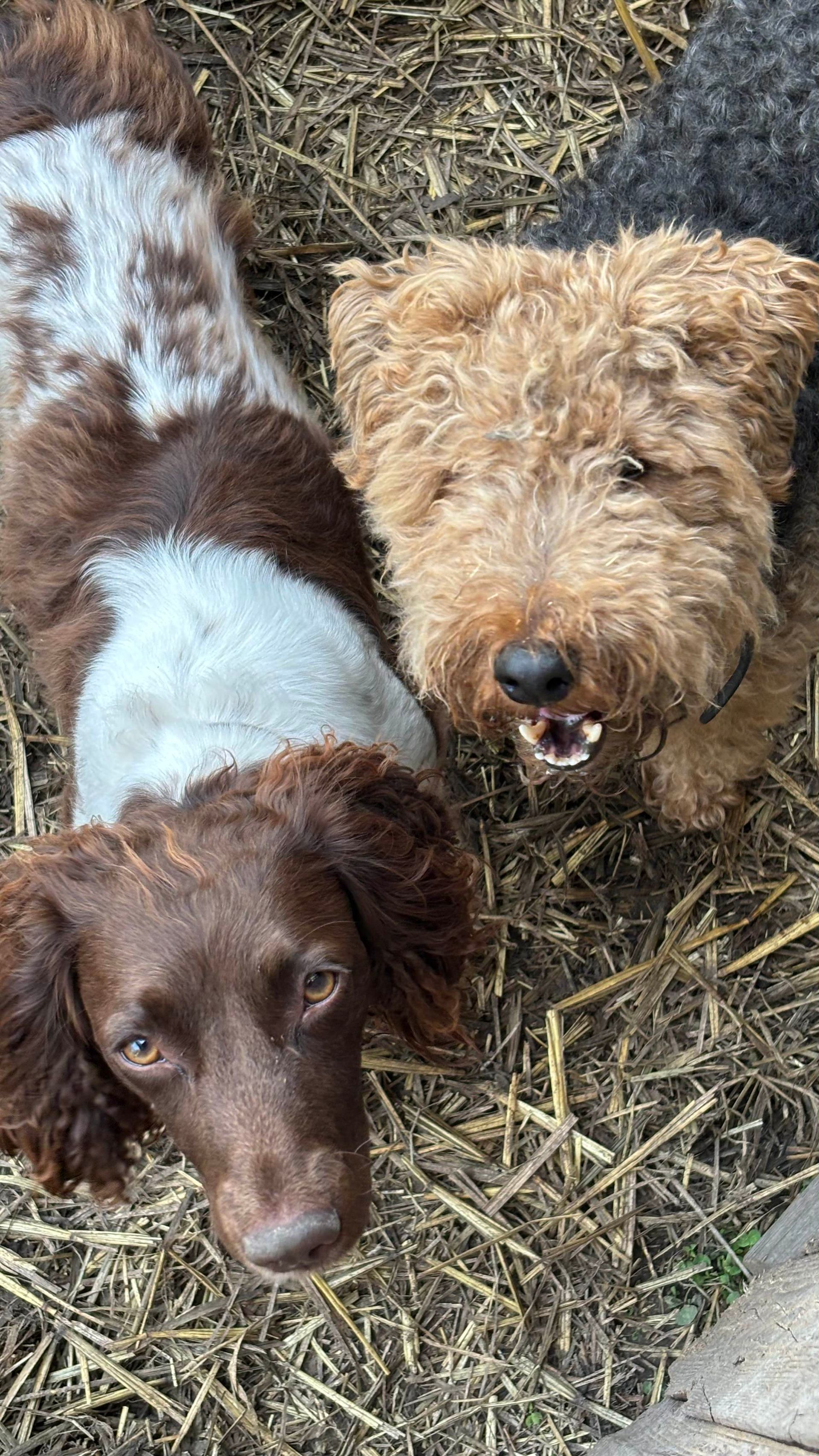 Three dogs looking up: brown and white dog, curly-haired tan dog, and brown spaniel-type dog.