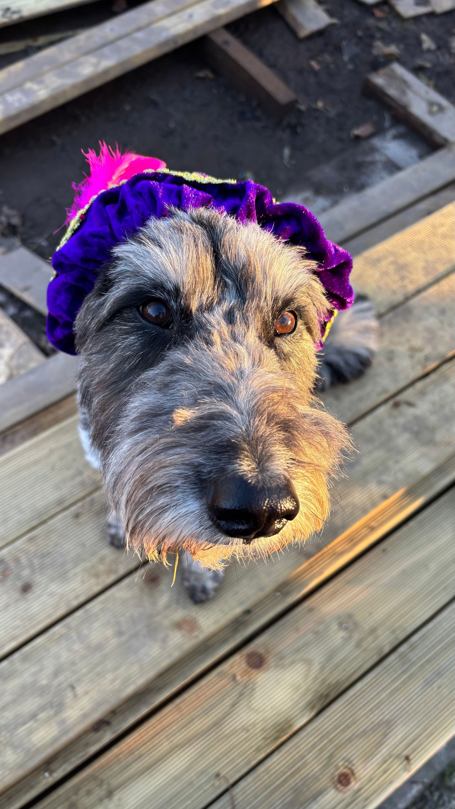 Dog with snowy fur, wearing a purple and gold hat, sitting on wooden planks.
