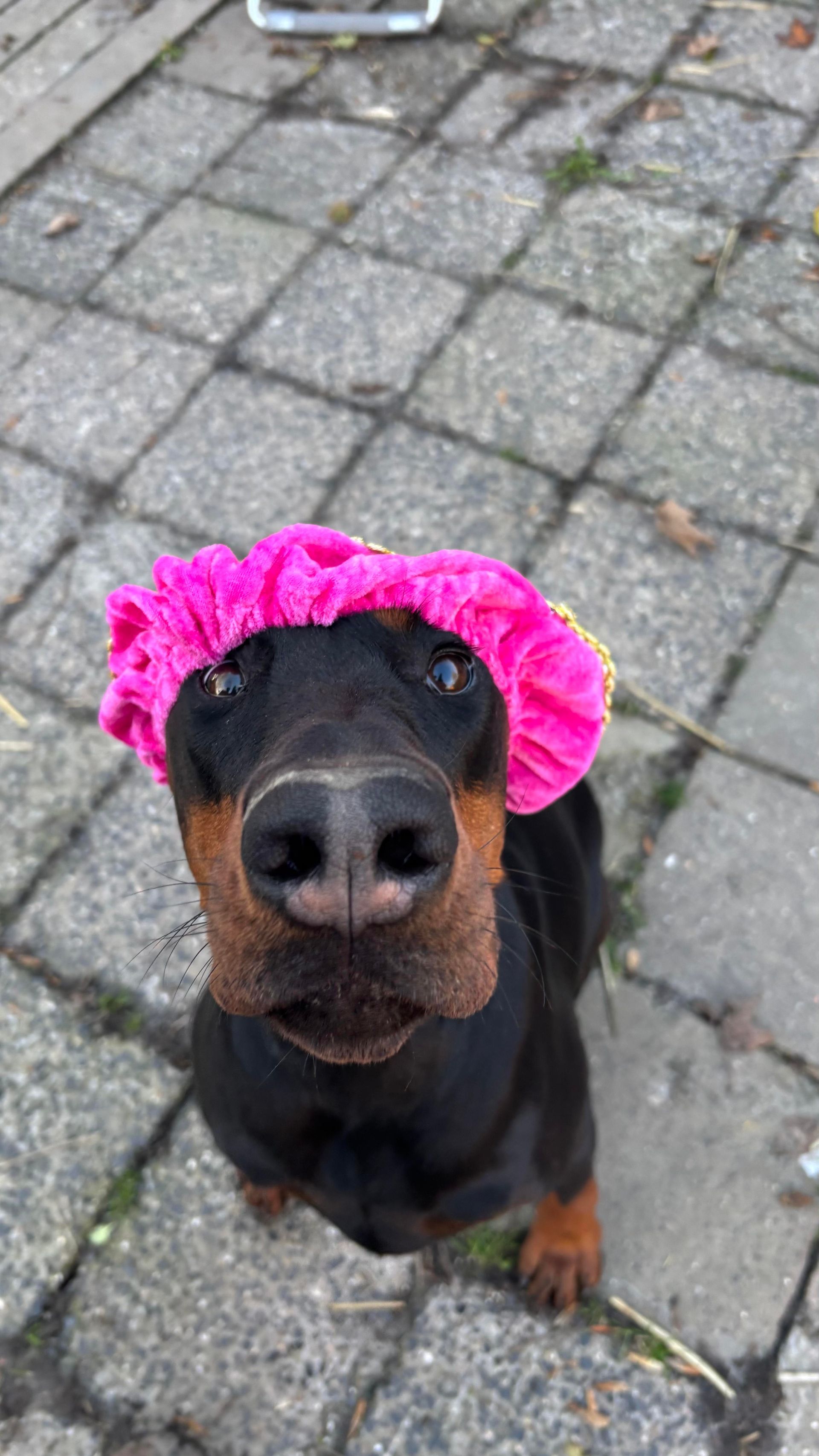 Black Doberman wearing a pink shower cap, looking up with a neutral expression.