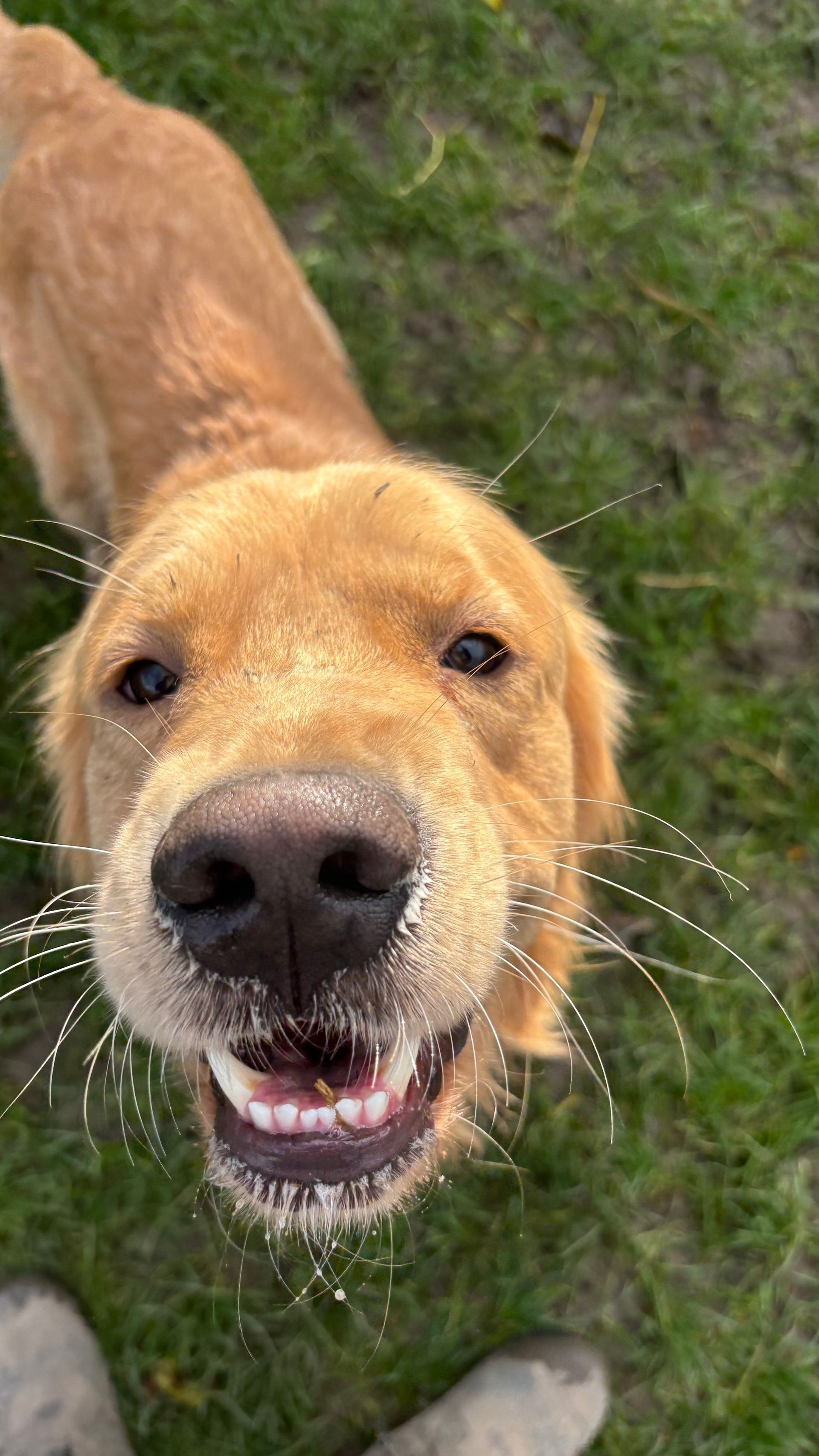 Golden retriever dog, close-up, smiling with sandy muzzle, outdoors on green grass.