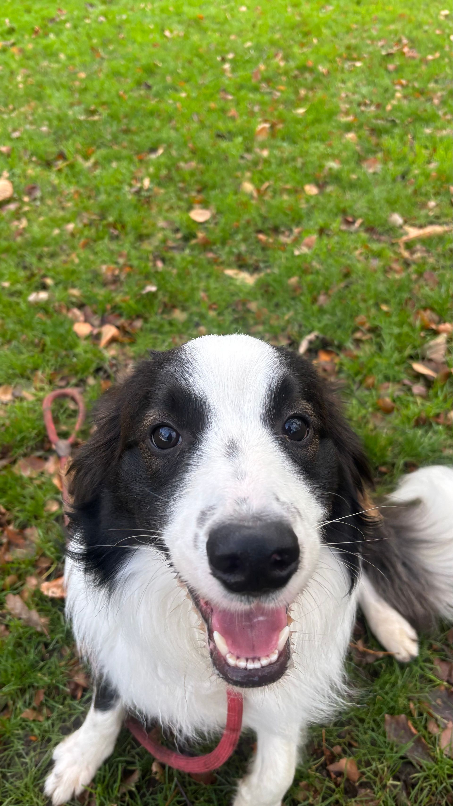 Black and white dog with pink tongue, sitting on green grass. Smiling at the camera.