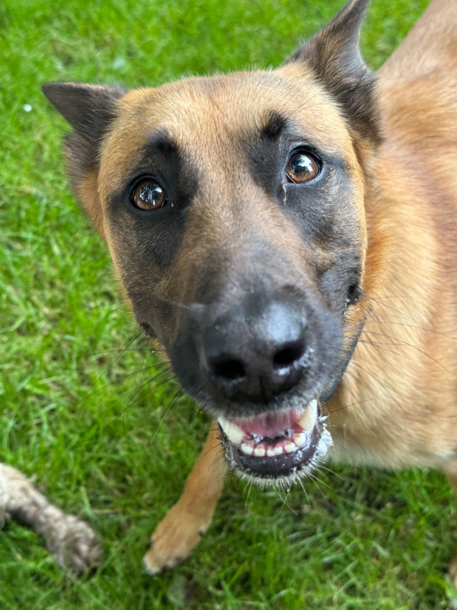 Dog with brown fur and black snout, looking up with a happy expression on green grass.