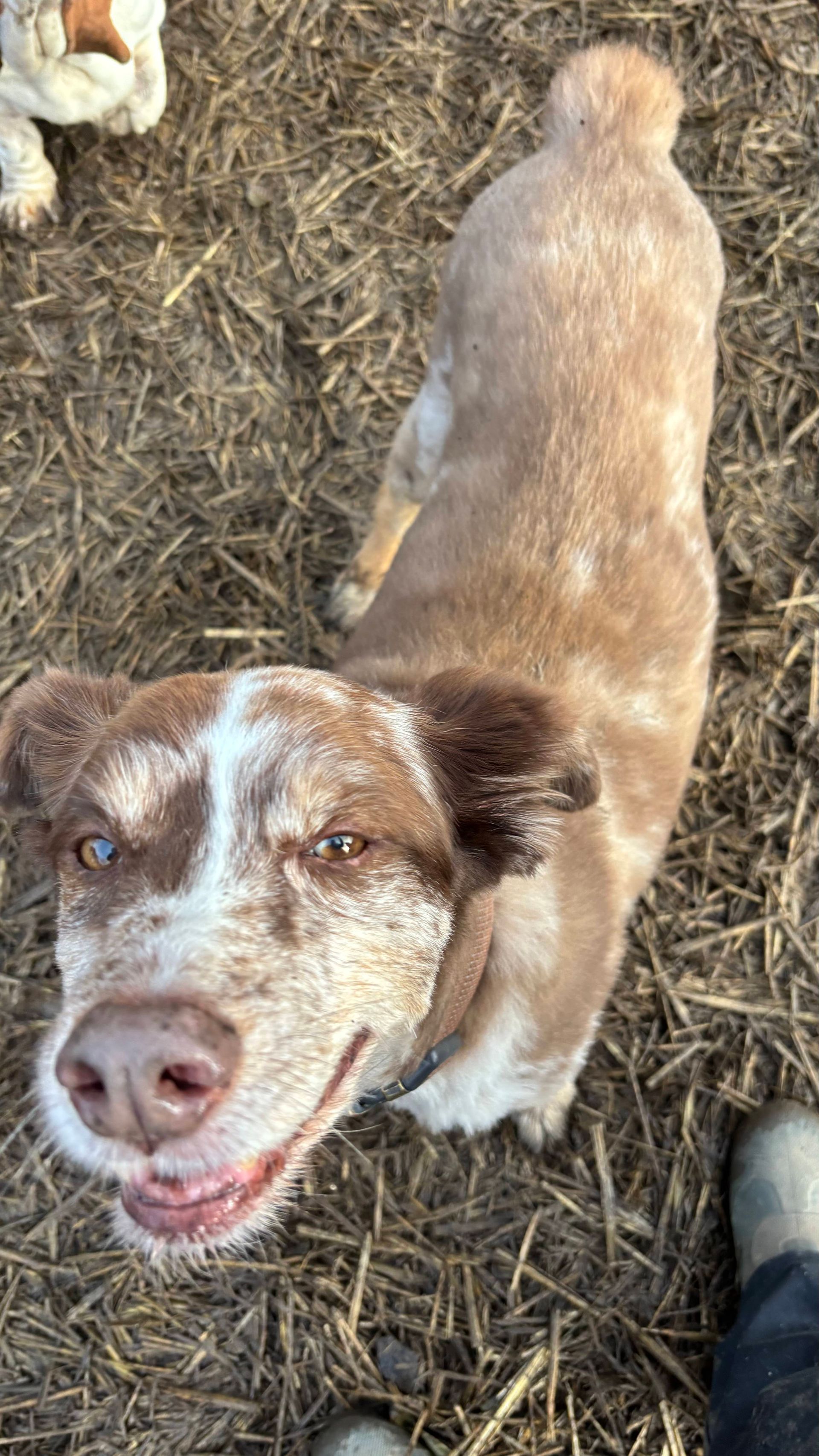 Dog with brown and white fur, looking up with a smiling expression. Outdoors, on straw.