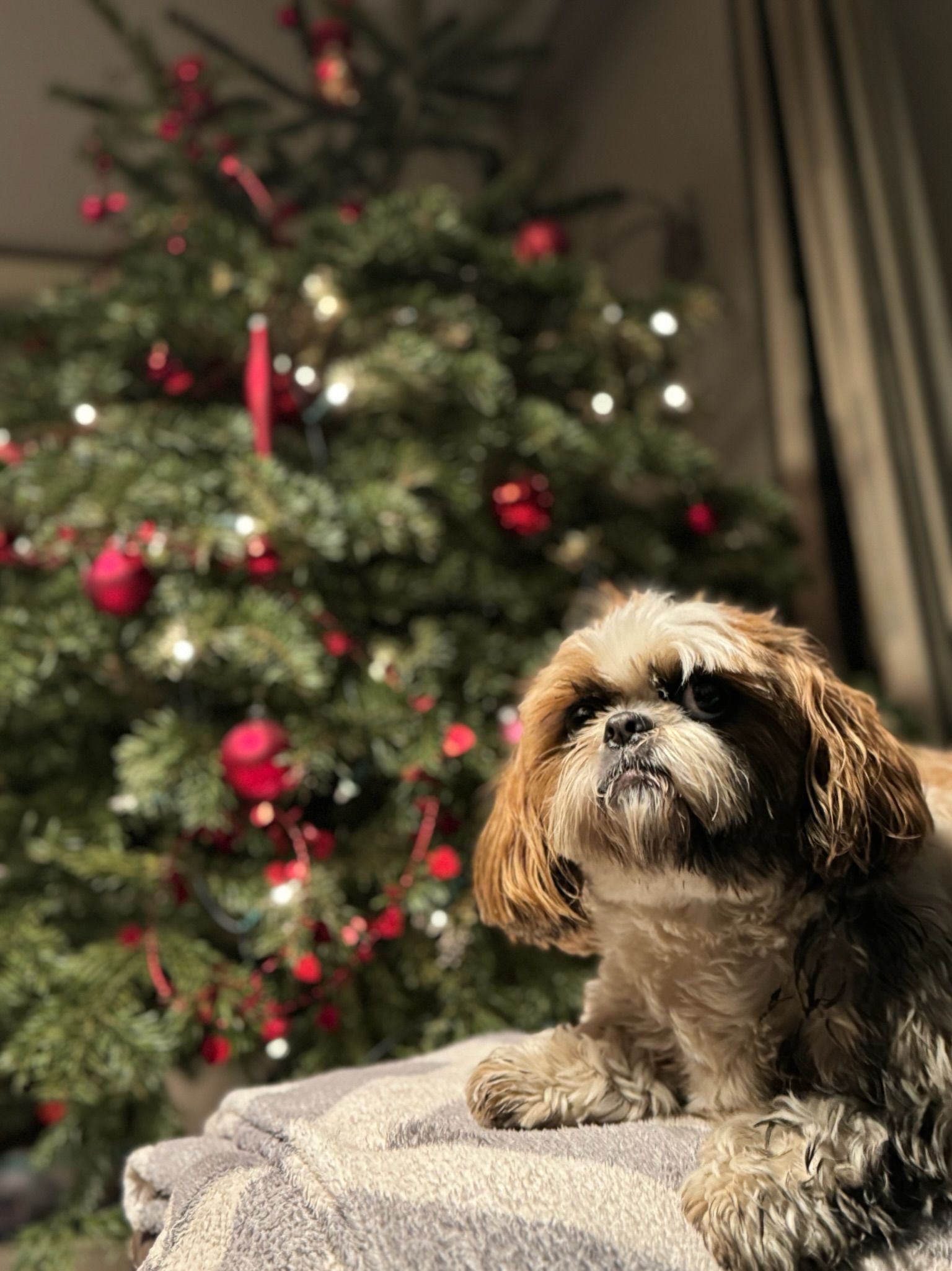 Shih Tzu dog in front of a Christmas tree with red ornaments and lights. Dog is lying down.
